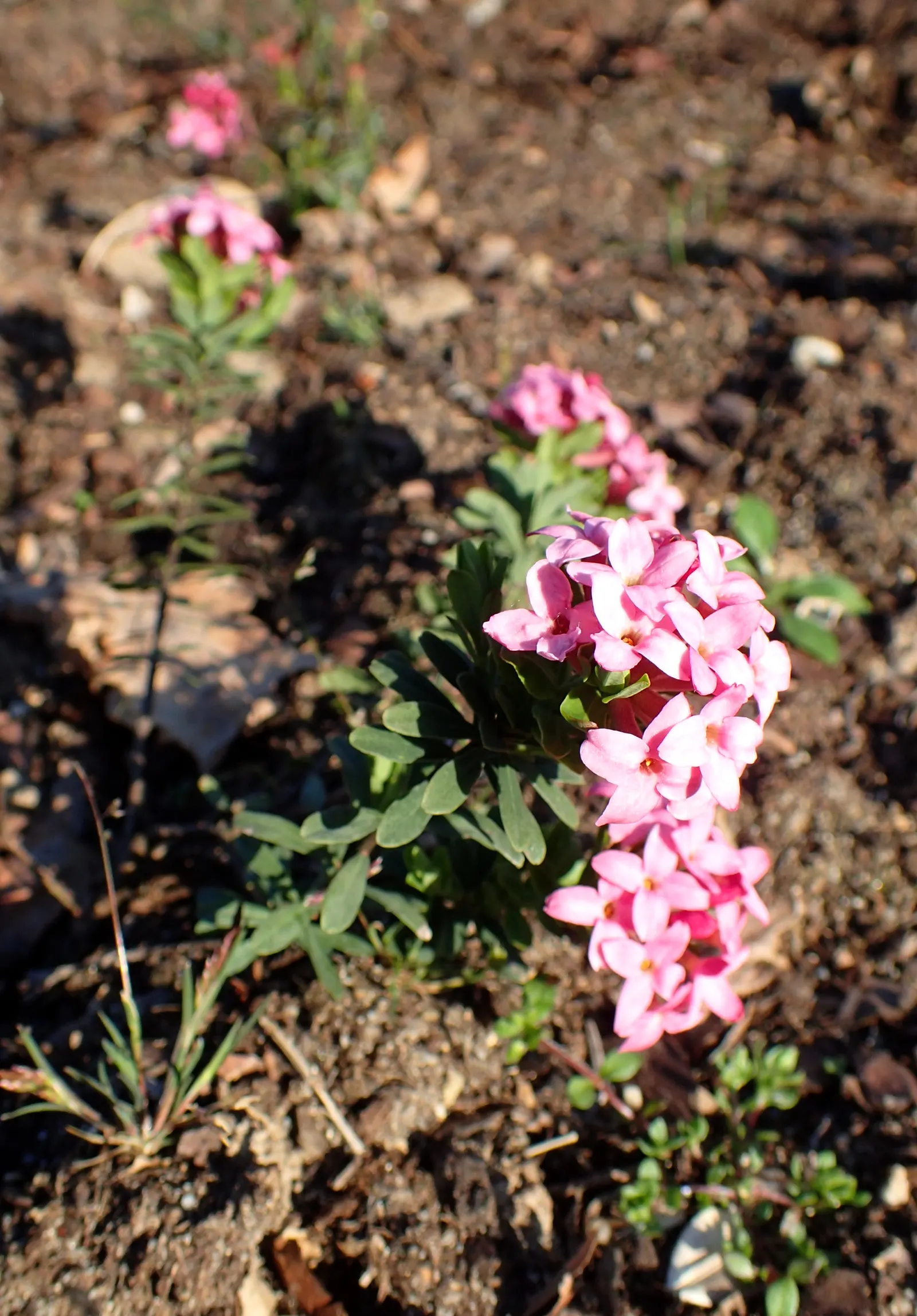 Garland Daphne (Daphne Cneorum) — Typically reaching just 1 to 1.5 feet in height and spreading out 2 to 4 feet in width; it is also deer resistant, image 63
