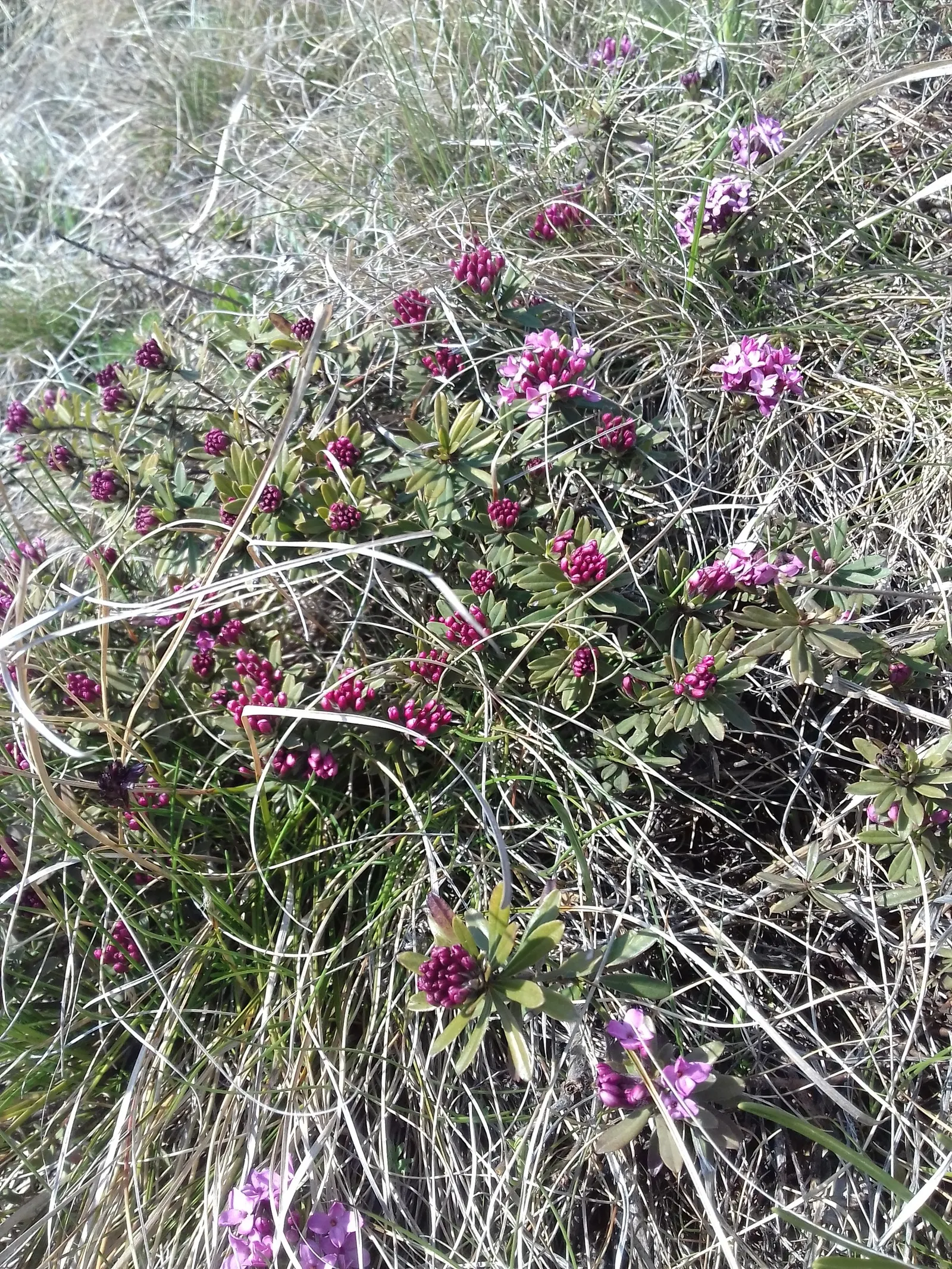 Garland Daphne (Daphne Cneorum) — commonly known as Garland Daphne; it thrives in well-drained