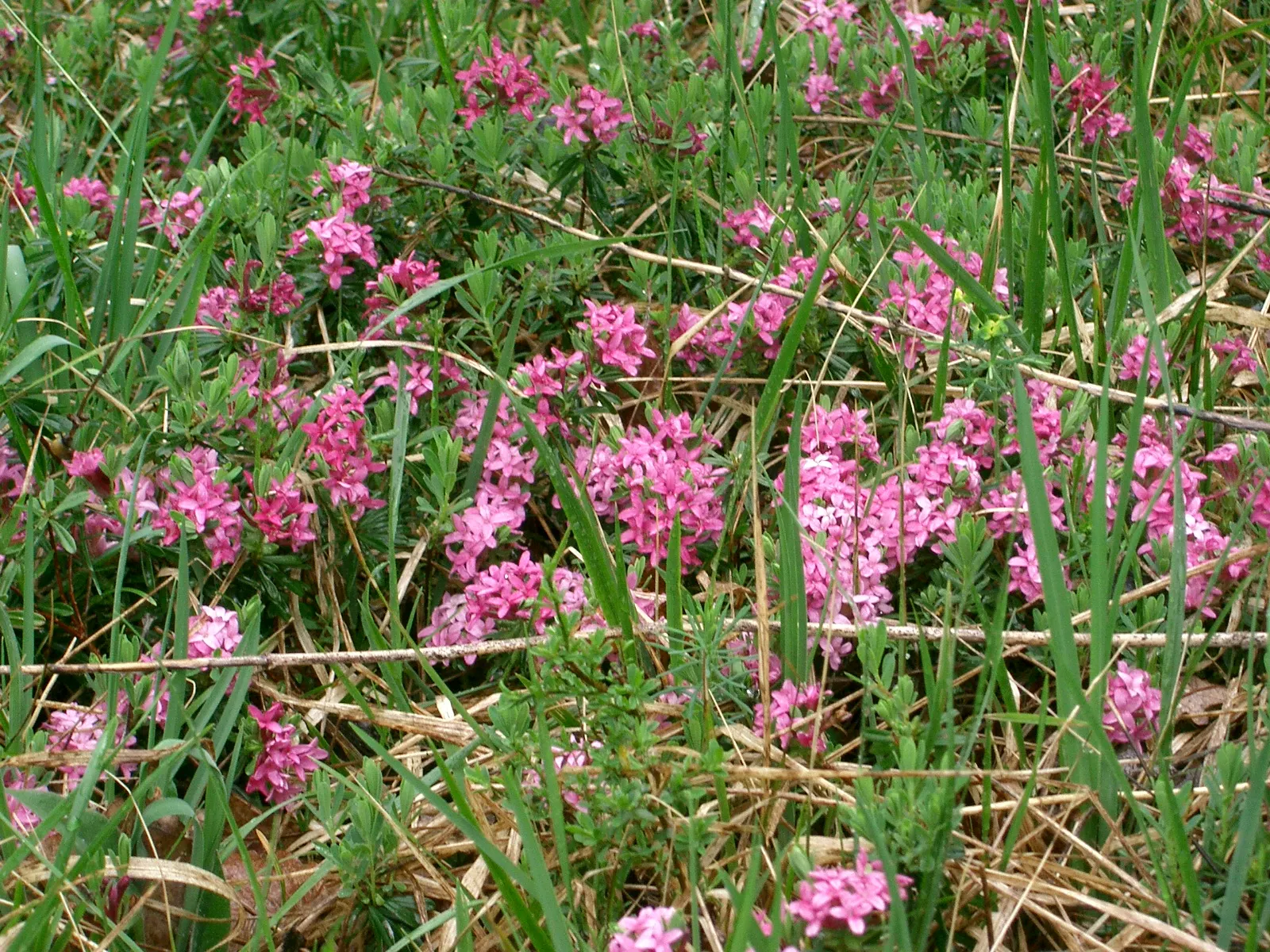 Garland Daphne (Daphne Cneorum) — evergreen shrub reaching up to 1 ft in height and spreading 2-3 ft wide