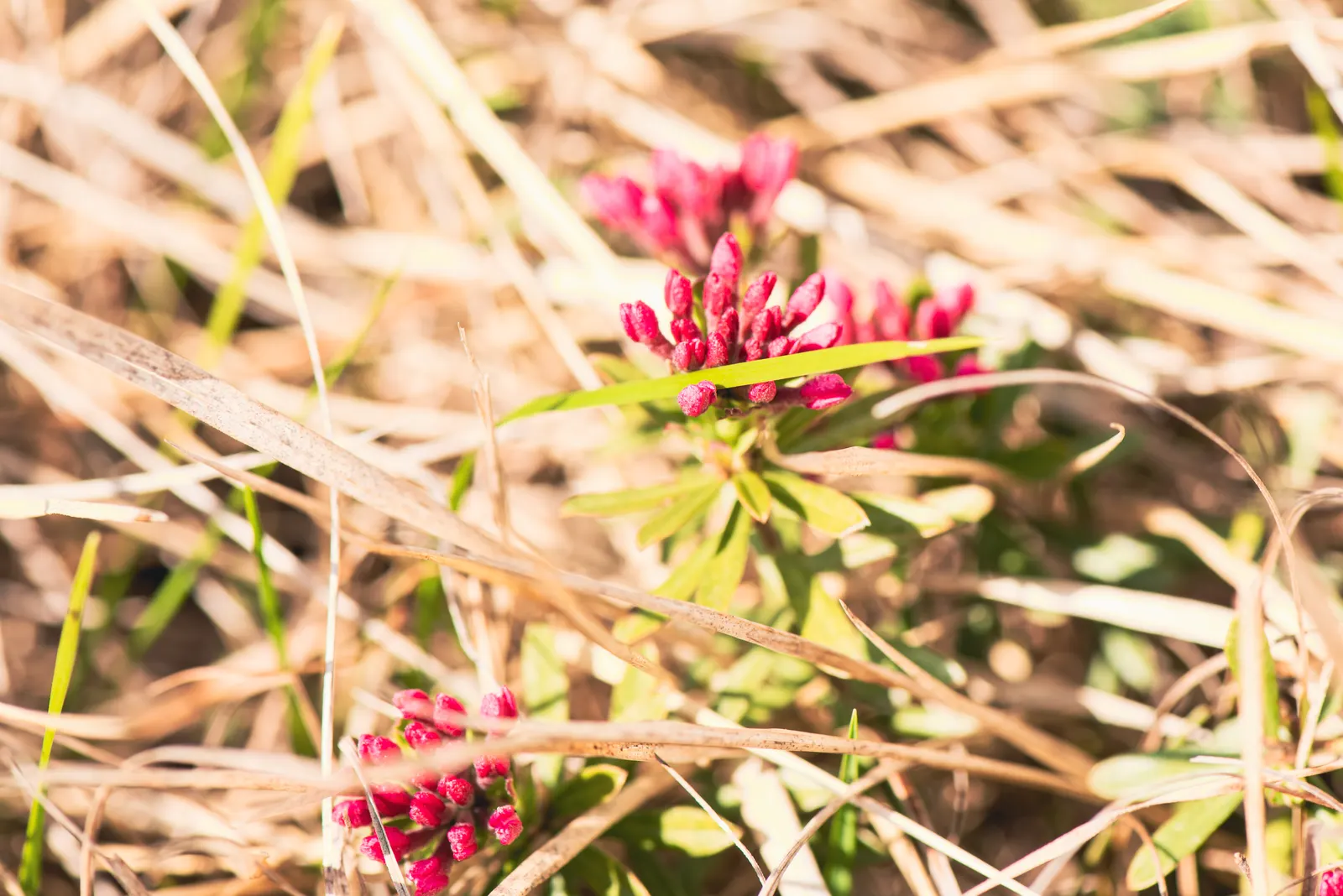 Garland Daphne (Daphne Cneorum) — It thrives best in well-drained, slightly alkaline to neutral soil with moderate moisture; neutral to acidic soil, image 68