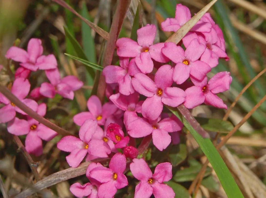 Garland Daphne (Daphne Cneorum) — neutral to acidic soil under full or partial sun