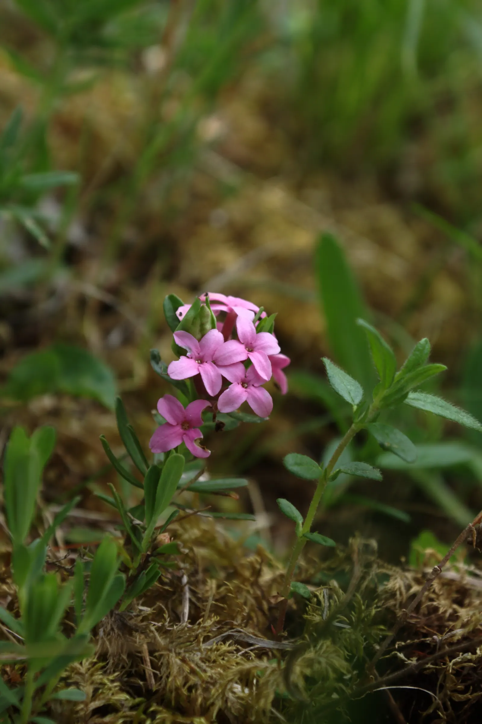 Garland Daphne (Daphne Cneorum) — It is also deer resistant; provide organic mulch to help keep the root zone cool and moist in the summer