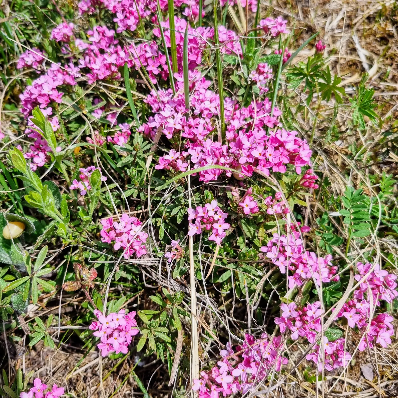Garland Daphne (Daphne Cneorum) — Typically reaching just 1 to 1.5 feet in height and spreading out 2 to 4 feet in width; it is also deer resistant