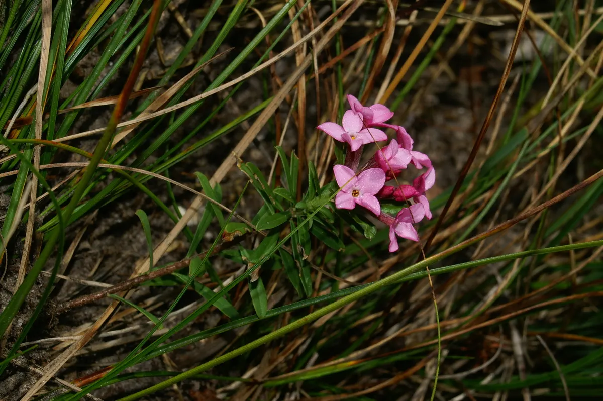 Garland Daphne (Daphne Cneorum) — It's important to avoid overwatering