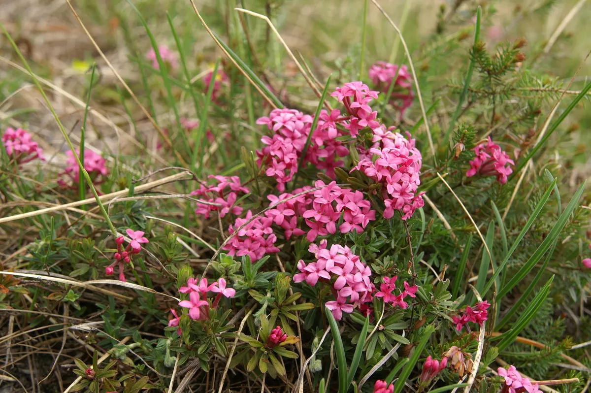 Garland Daphne (Daphne Cneorum) — Provide organic mulch to help keep the root zone cool and moist in the summer