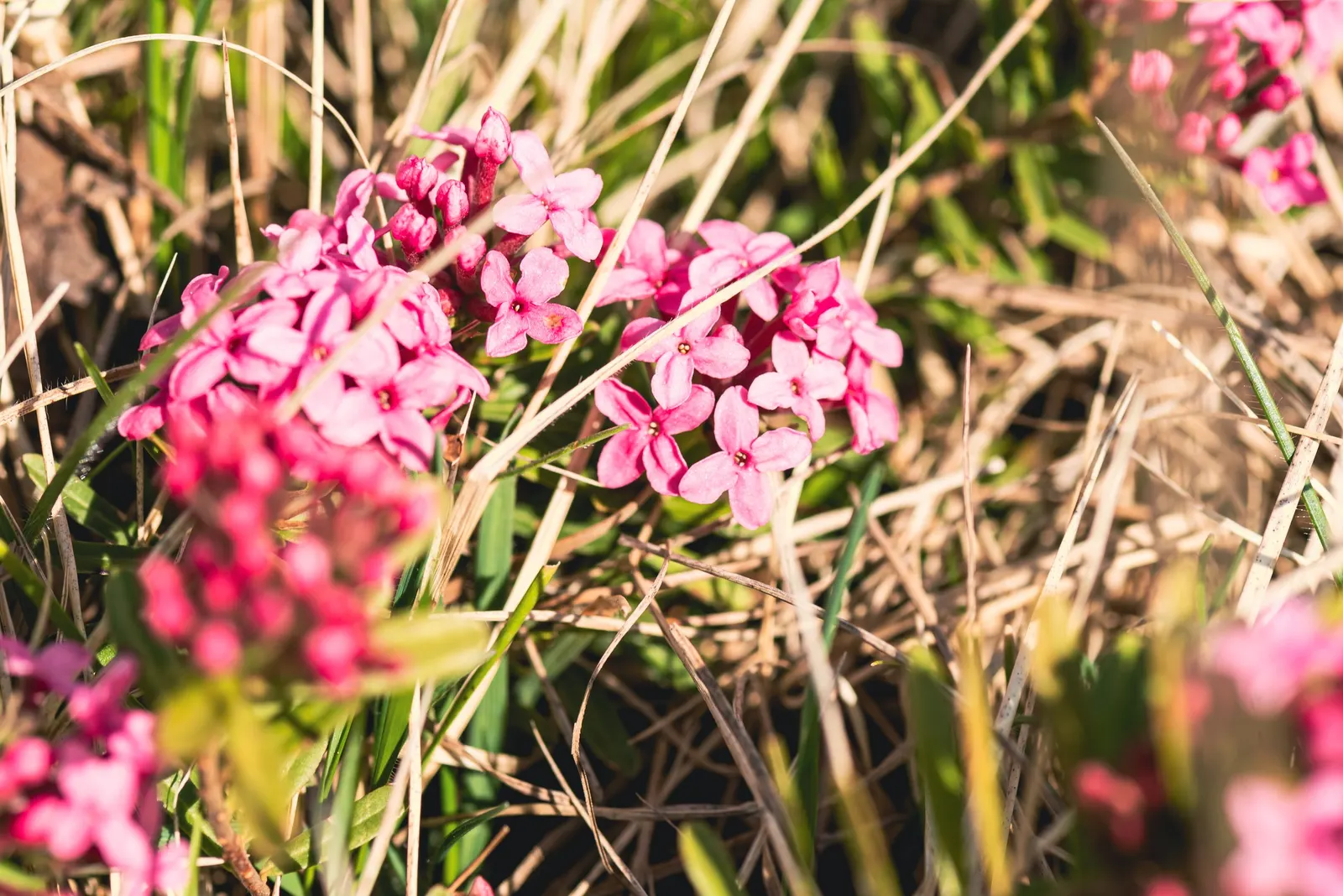 Garland Daphne (Daphne Cneorum) — Ideal for rock gardens and borders; the blossoms are tightly grouped and release an intoxicating scent that can enliven any
