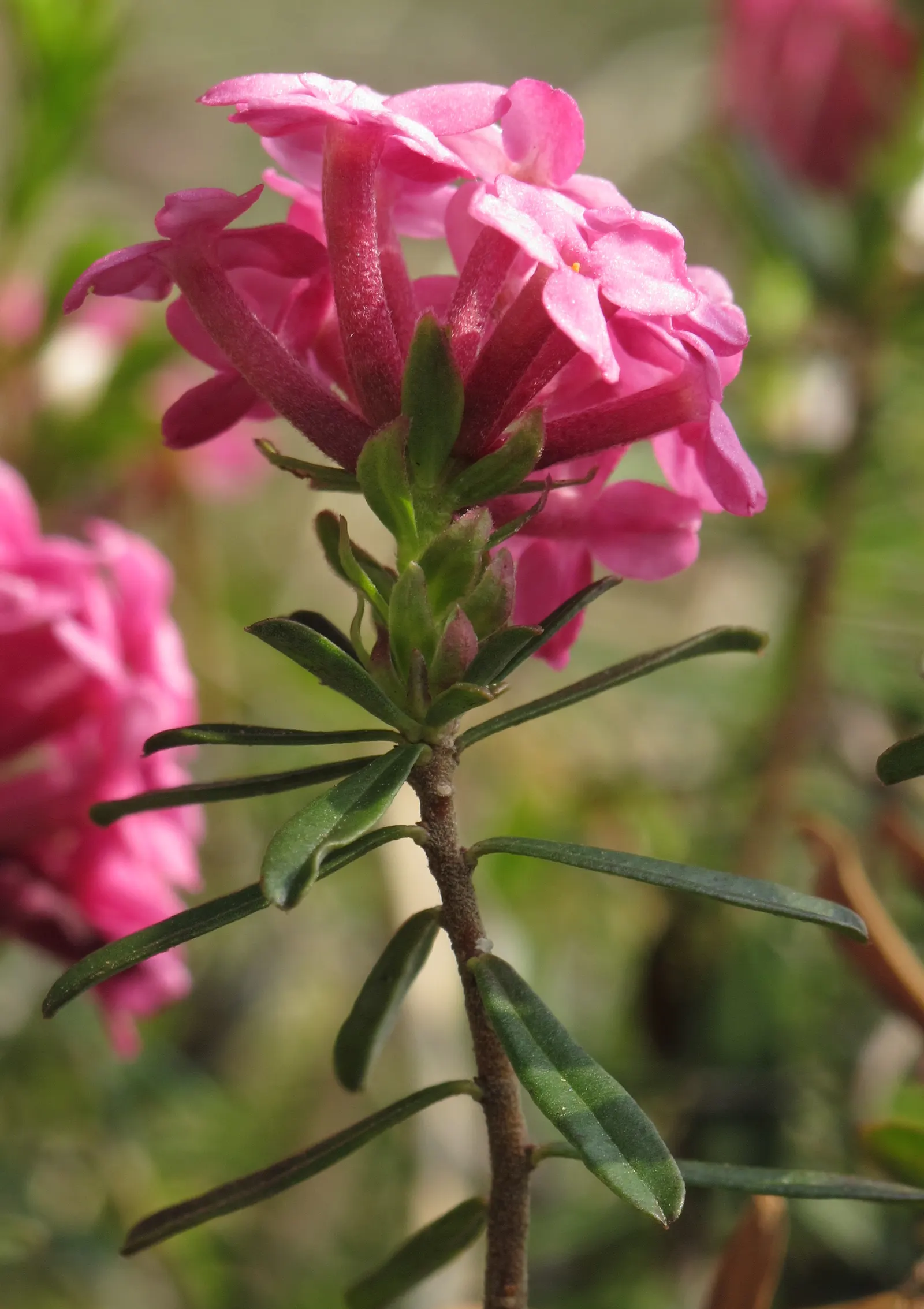 Garland Daphne (Daphne Cneorum) — Appreciated for its fragrant pink blossoms blooming in spring; as this plant is prone to root rot under soggy