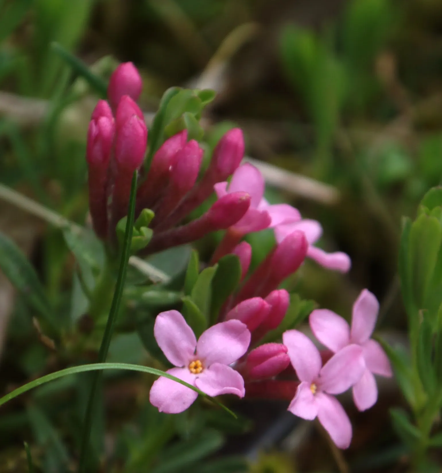 Garland Daphne (Daphne Cneorum) — ground cover for half or shade; offering visual and olfactory pleasure for passersby