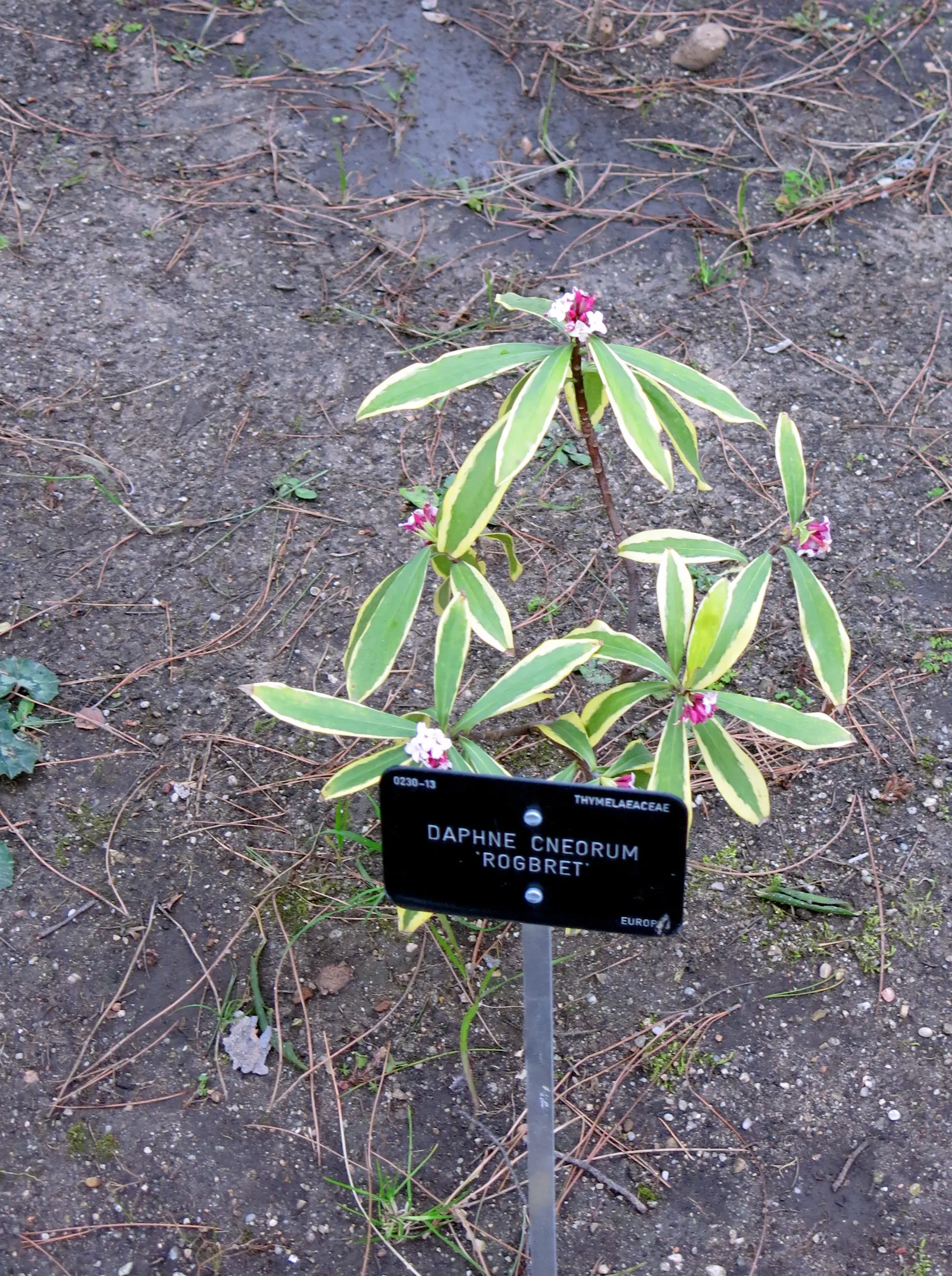 Garland Daphne (Daphne Cneorum) — Hardy to USDA zones 4-8, it requires minimal pruning and moderate moisture; requiring minimal winter protection, image 59
