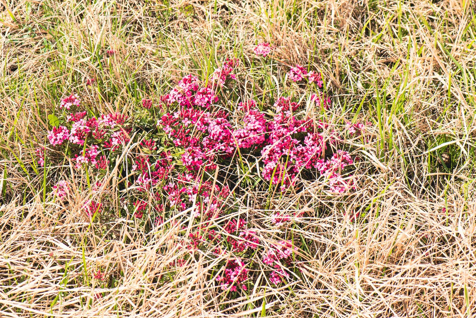 Garland Daphne (Daphne Cneorum) — commonly known as Garland Daphne; it thrives in well-drained, image 53