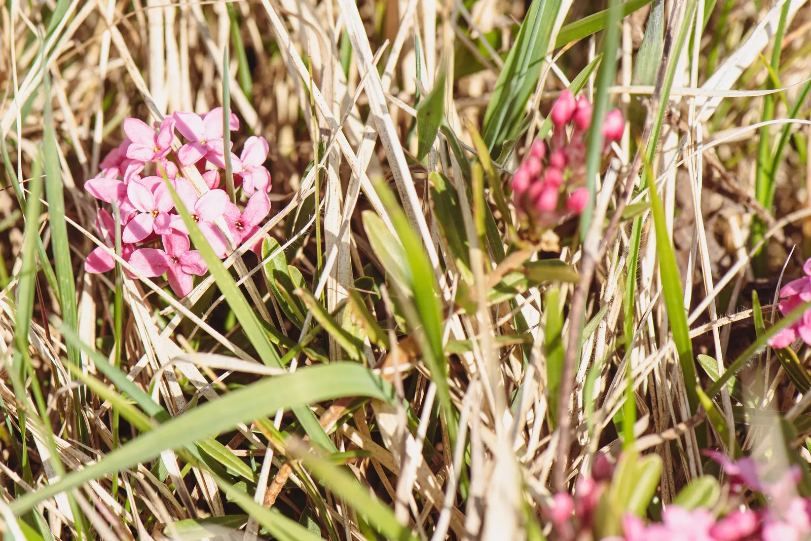 Garland Daphne (Daphne Cneorum) — Appreciated for its fragrant pink blossoms blooming in spring; as this plant is prone to root rot under soggy, image 55