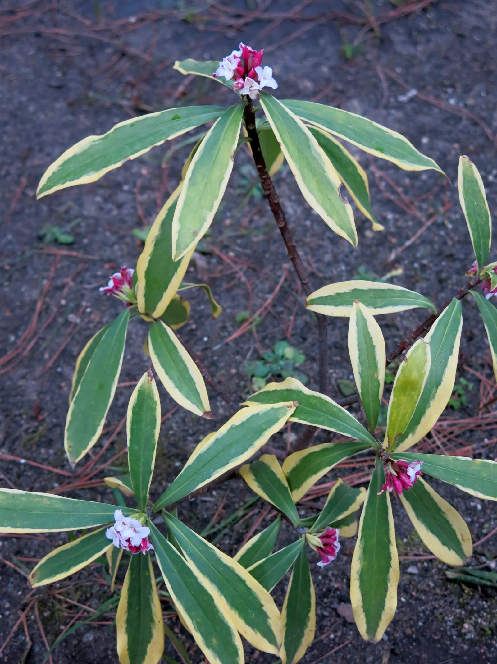 Garland Daphne (Daphne Cneorum) — evergreen shrub reaching up to 1 ft in height and spreading 2-3 ft wide; typically reaching just 1 to 1.5 feet in, image 54