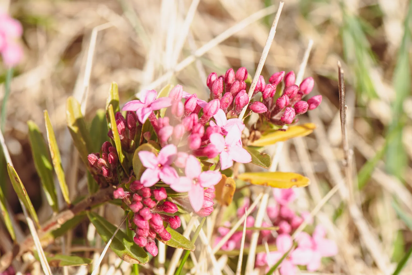 Garland Daphne (Daphne Cneorum) — It thrives best in well-drained, slightly alkaline to neutral soil with moderate moisture; neutral to acidic soil under full