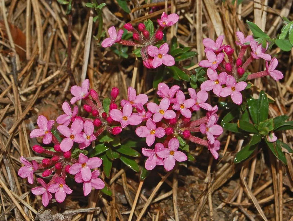 Garland Daphne (Daphne Cneorum) — neutral to acidic soil under full or partial sun; ideal for rock gardens and borders