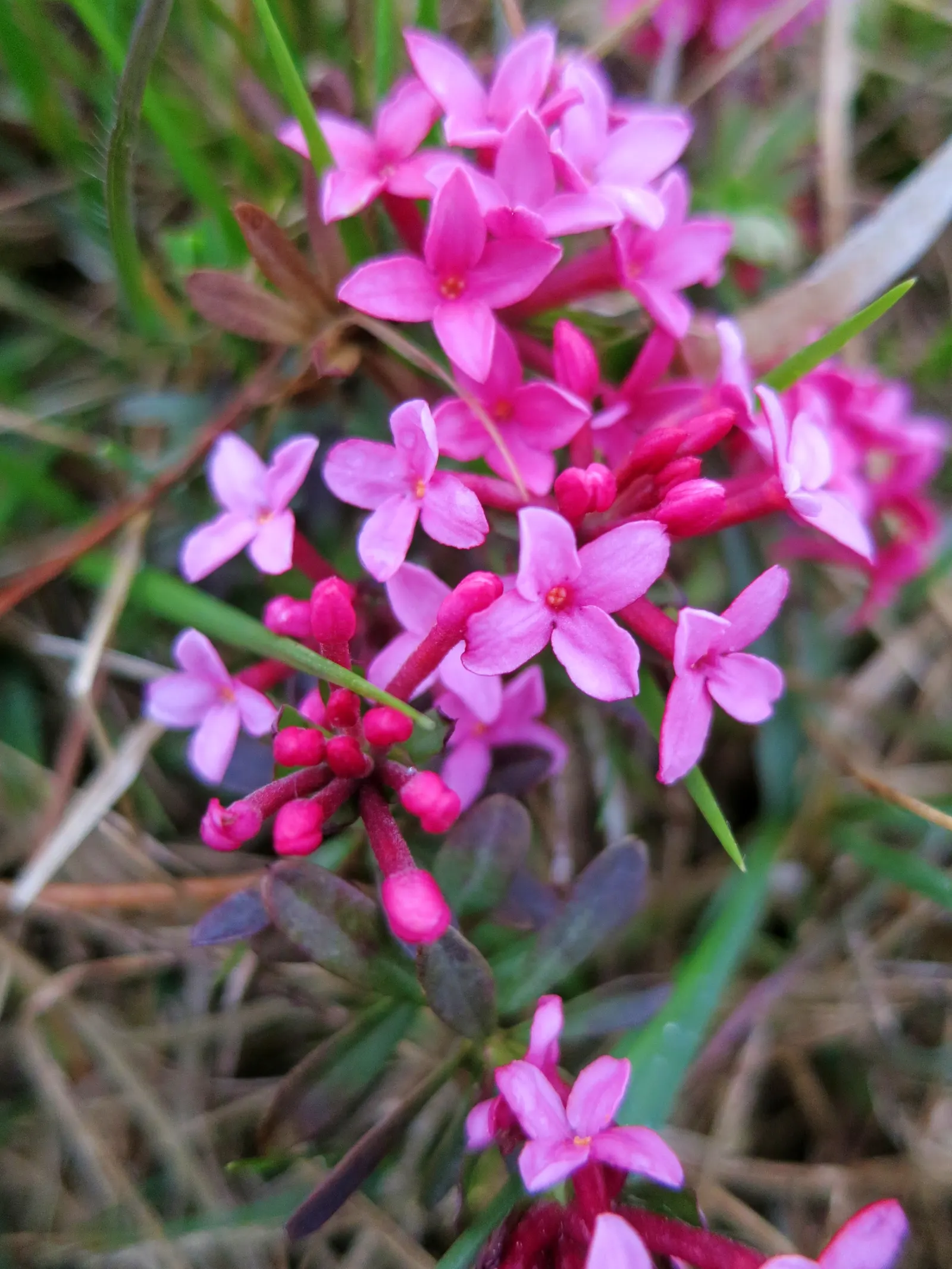 Garland Daphne (Daphne Cneorum) — Typically reaching just 1 to 1.5 feet in height and spreading out 2 to 4 feet in width