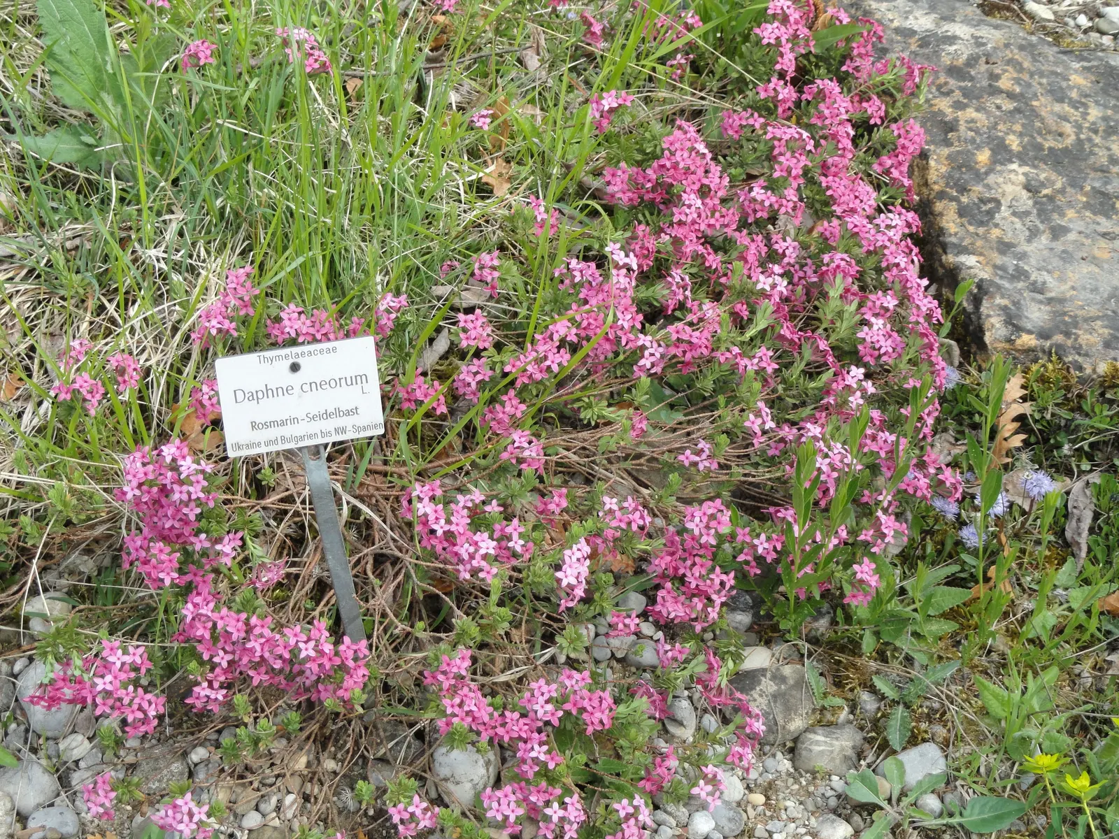 Garland Daphne (Daphne Cneorum) — Hardy to USDA zones 4-8, it requires minimal pruning and moderate moisture