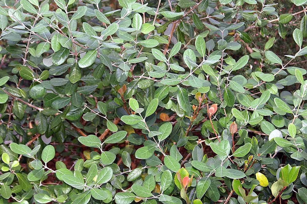 Pineapple Guava (Feijoa Sellowiana) — It also serves as an excellent choice for windbreaks; mature at a height and spread of 10 to 15 feet, image 83