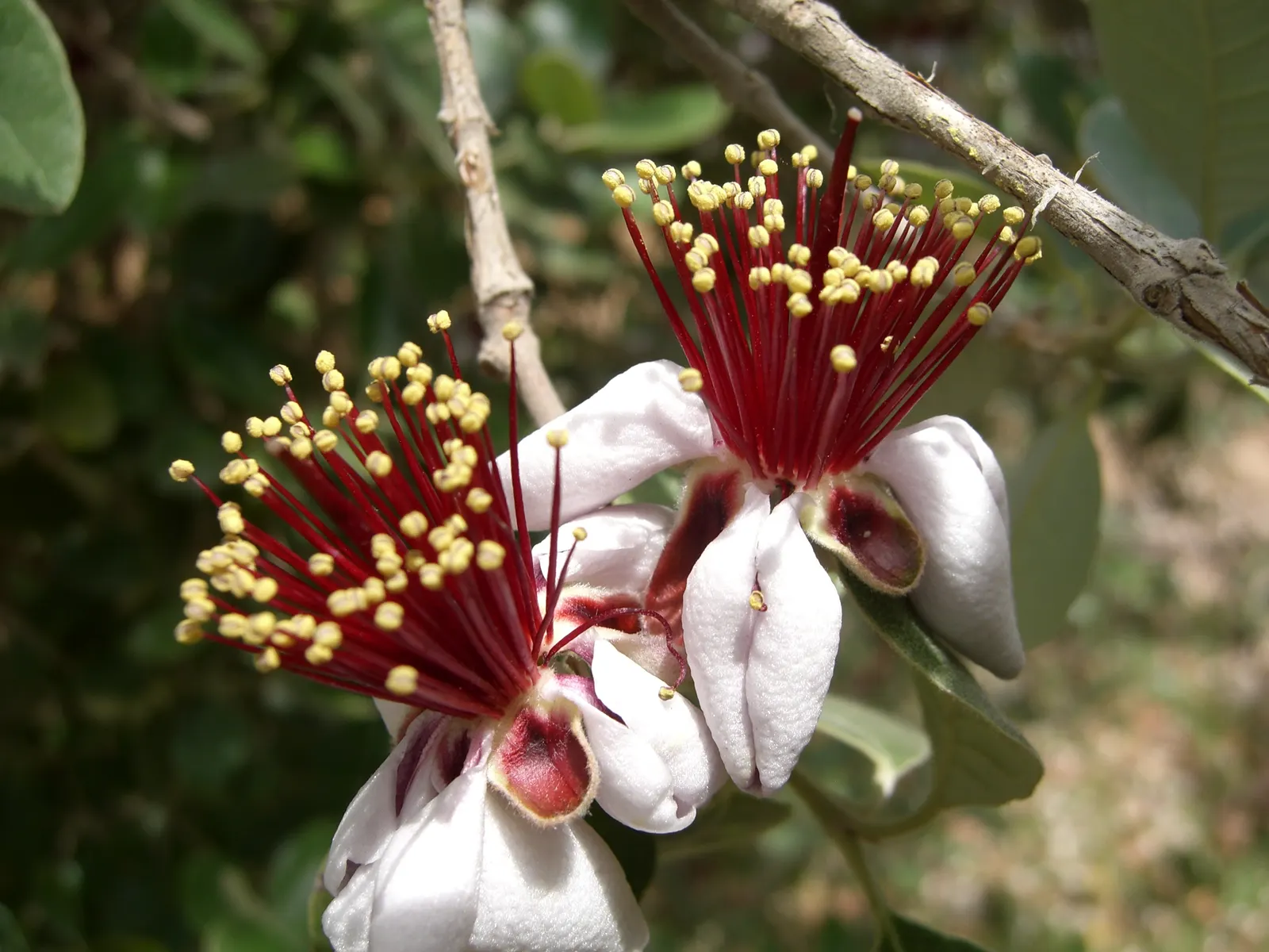 Pineapple Guava (Feijoa Sellowiana) — scientifically known as Feijoa sellowiana; this plant exhibits a naturally bushy and multi-stemmed habit, image 66