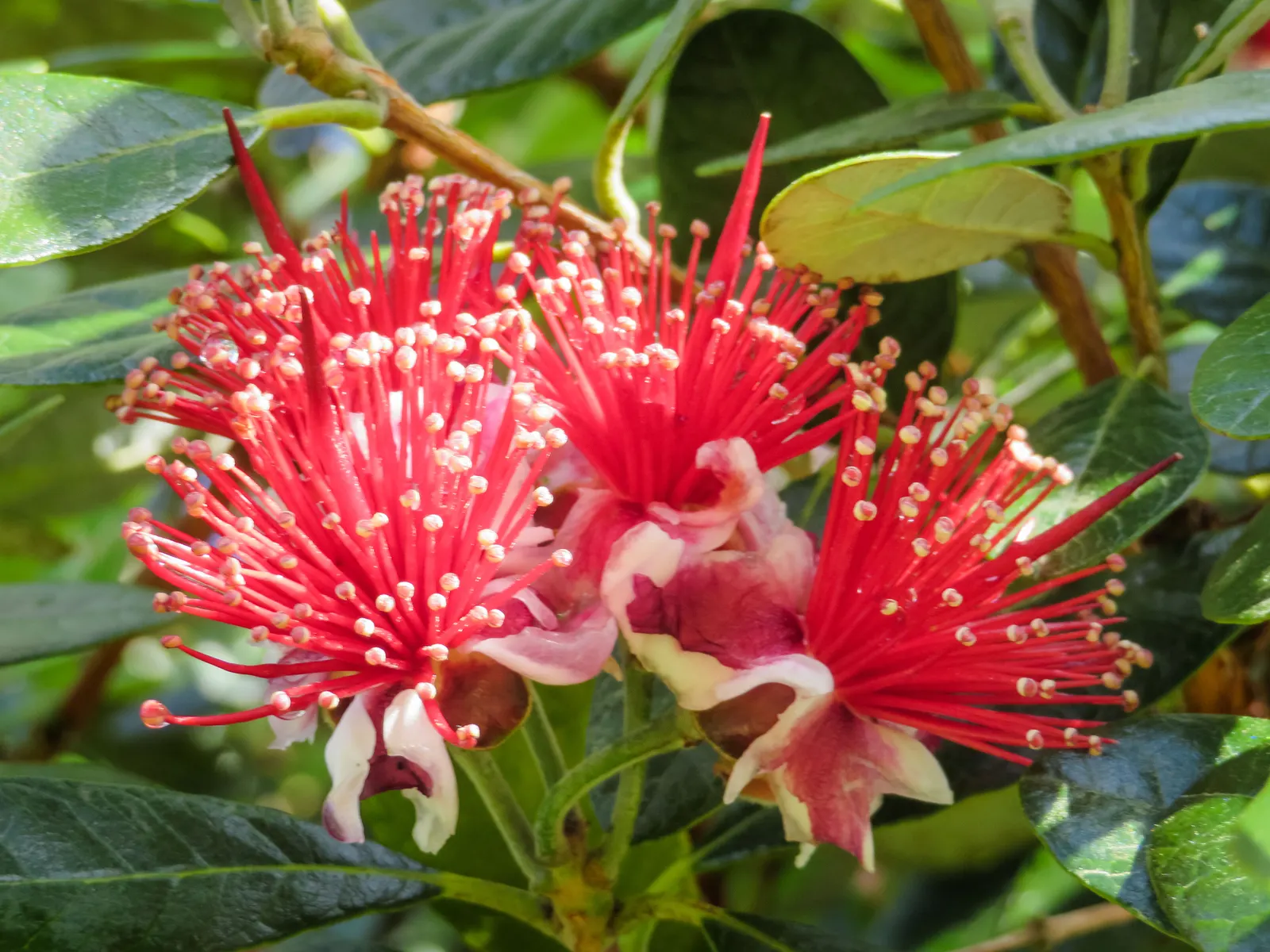 Pineapple Guava (Feijoa Sellowiana) — scientifically known as Feijoa sellowiana; this plant exhibits a naturally bushy and multi-stemmed habit