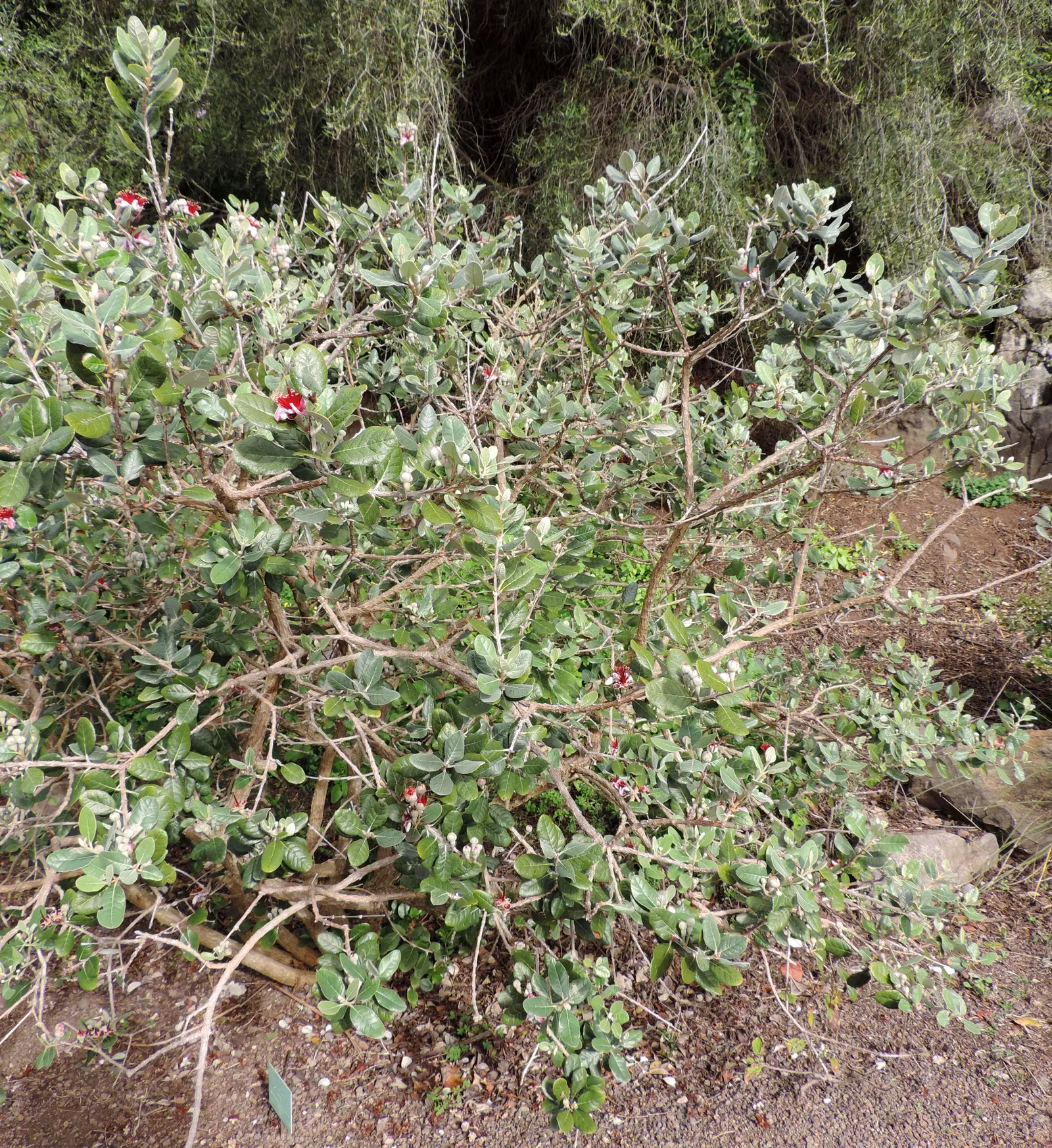 Pineapple Guava (Feijoa Sellowiana) — this shrub is drought-tolerant once established