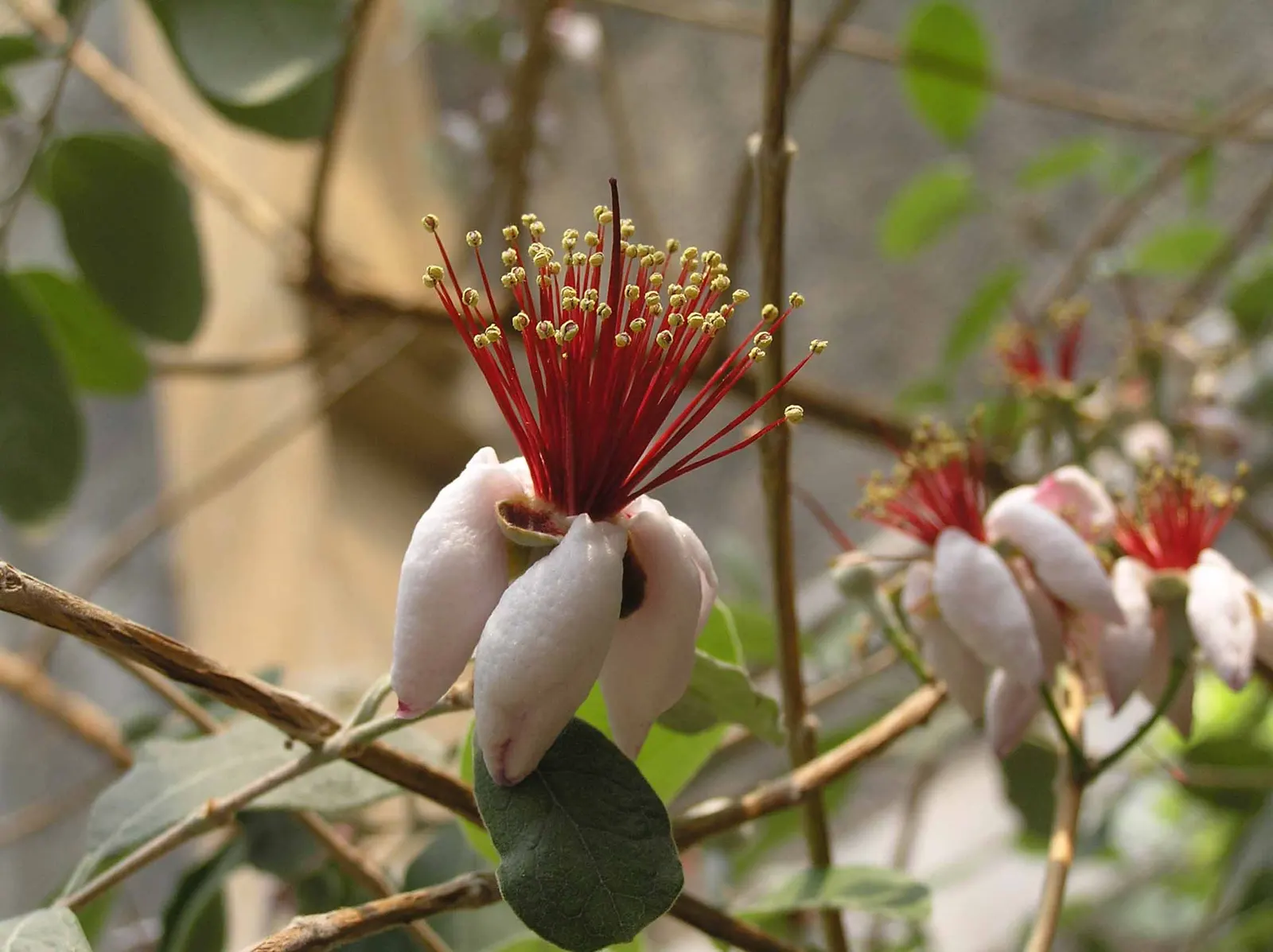 Pineapple Guava (Feijoa Sellowiana) — is a versatile and ornamental evergreen shrub that brings a tropical flair to temperate garden landscapes; subtly floral