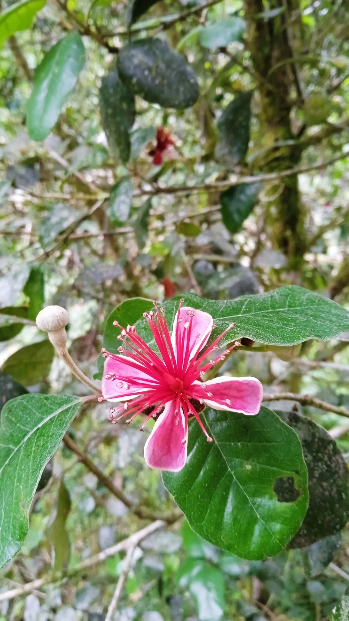 Pineapple Guava (Feijoa Sellowiana) — The blossoms have fleshy white petals set against a burst of red stamens; drought-tolerant once established, image 74