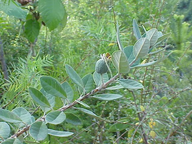 Pineapple Guava (Feijoa Sellowiana) — providing a striking contrast and year-round visual interest; this shrub is drought-tolerant once established, image 72