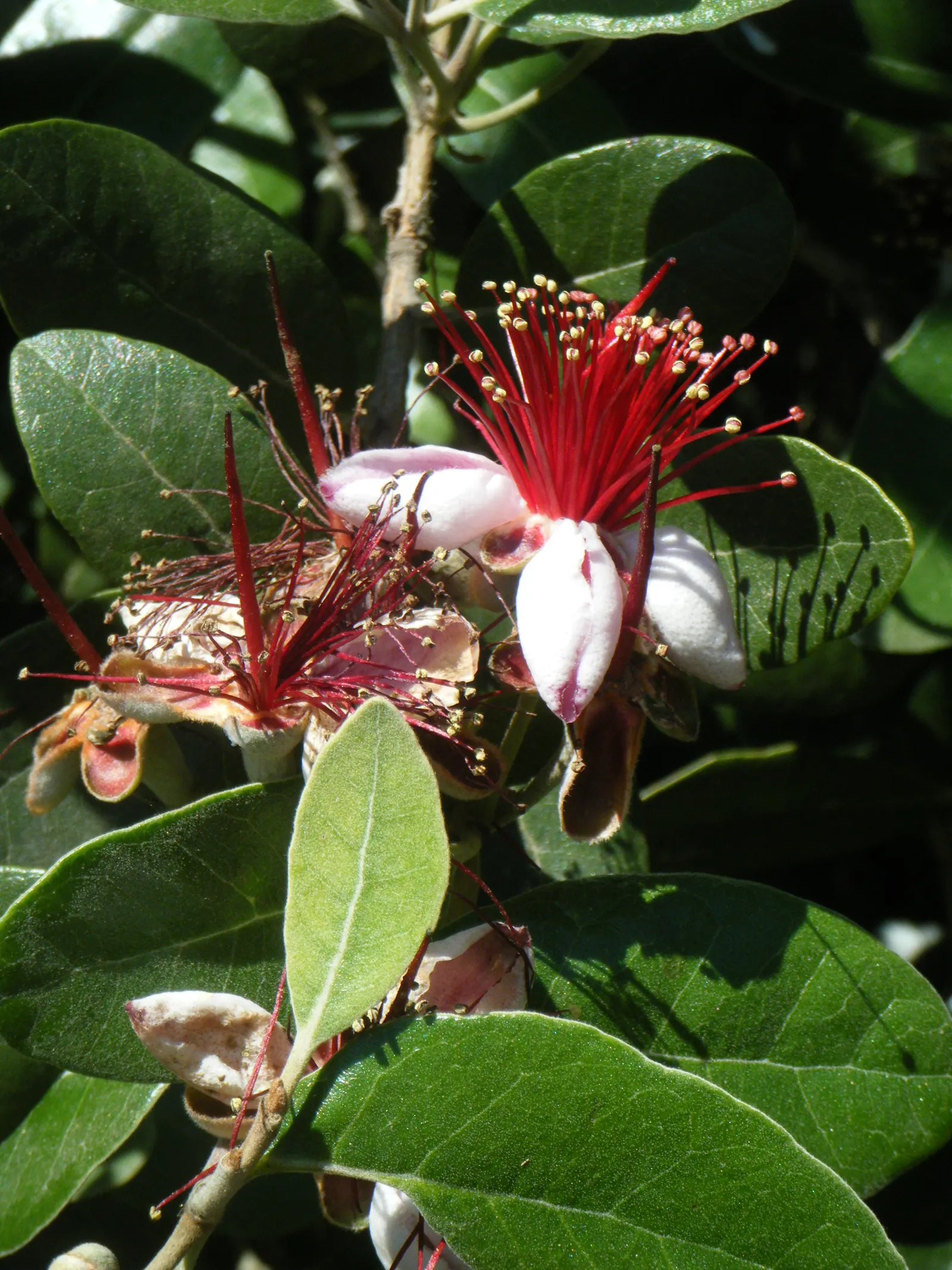 Pineapple Guava (Feijoa Sellowiana) — which not only add beauty but are also edible; providing a striking contrast and year-round visual interest, image 75