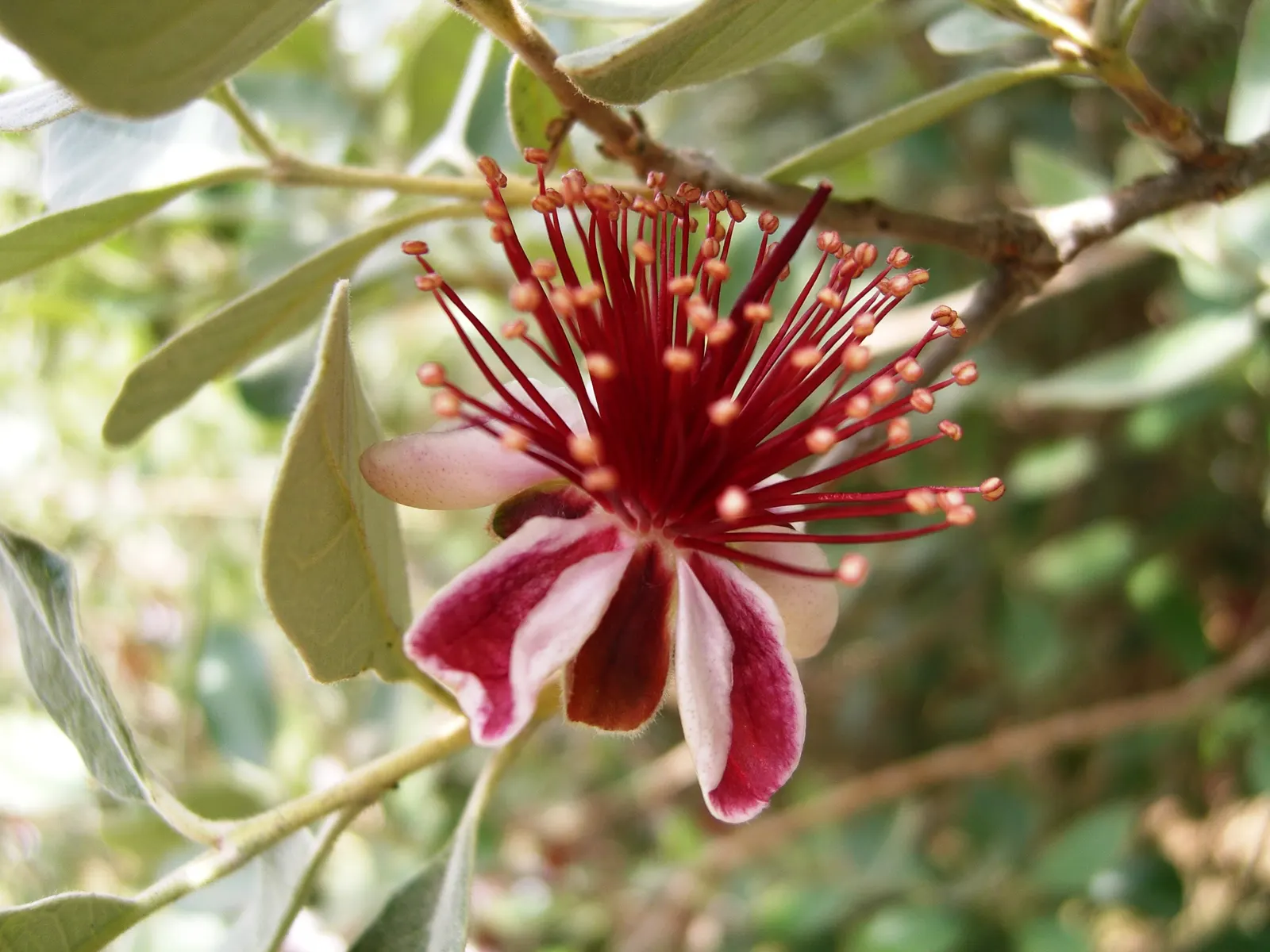 Pineapple Guava (Feijoa Sellowiana) — Feijoa sellowiana should be planted in well-drained soil; the plant produces oval fruit, image 80
