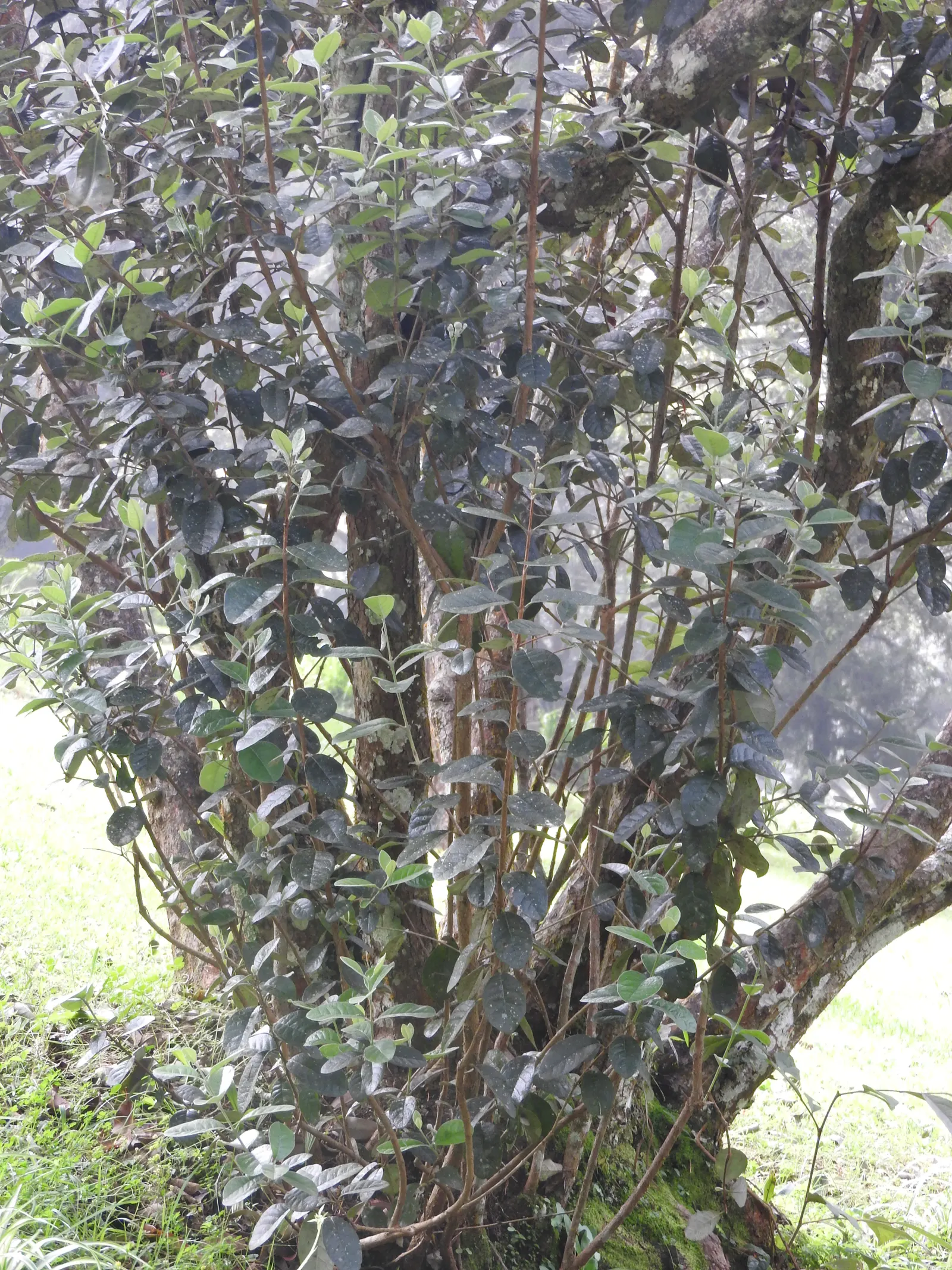 Pineapple Guava (Feijoa Sellowiana) — It features silvery-green leaves and spring blooms with edible, crimson petals