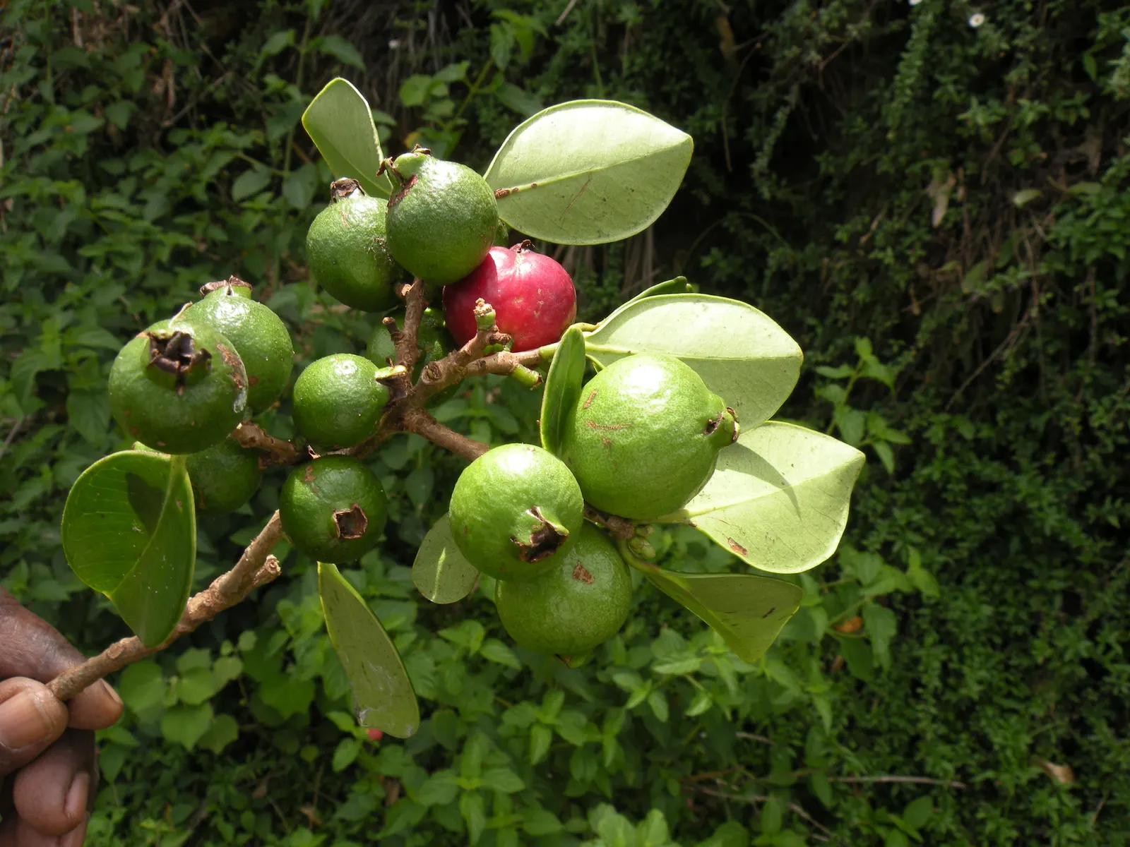 Pineapple Guava (Feijoa Sellowiana) — In the fall, oval fruits with a sweet, aromatic flavor ripen