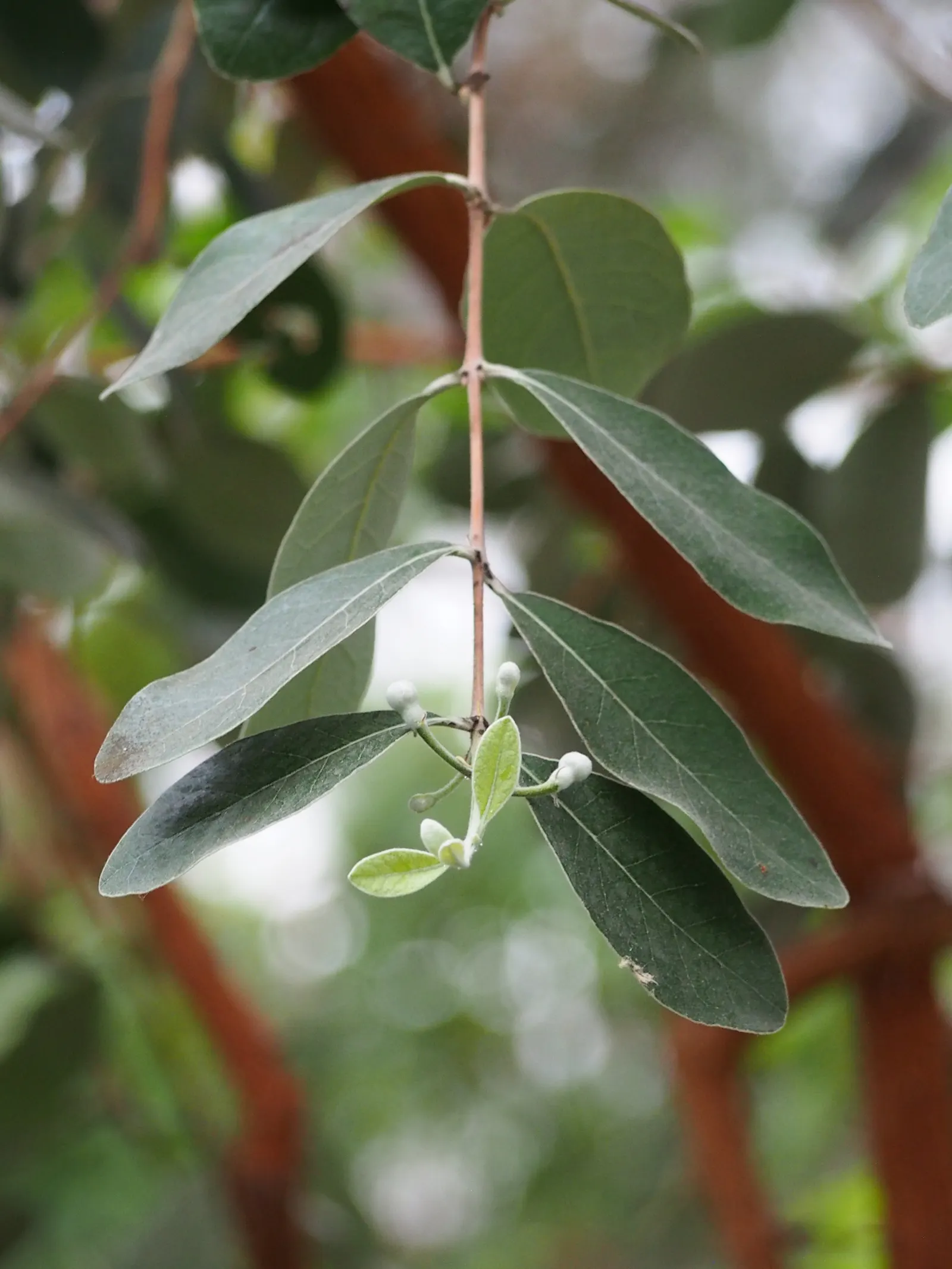 Pineapple Guava (Feijoa Sellowiana) — due to its dense growth habit