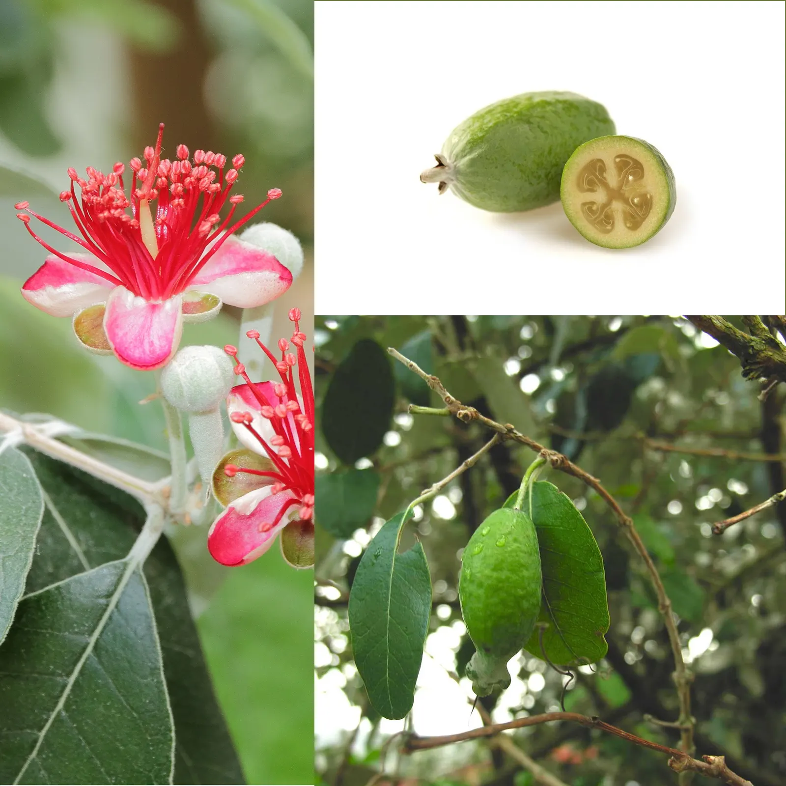 Pineapple Guava (Feijoa Sellowiana) — Feijoa sellowiana should be planted in well-drained soil