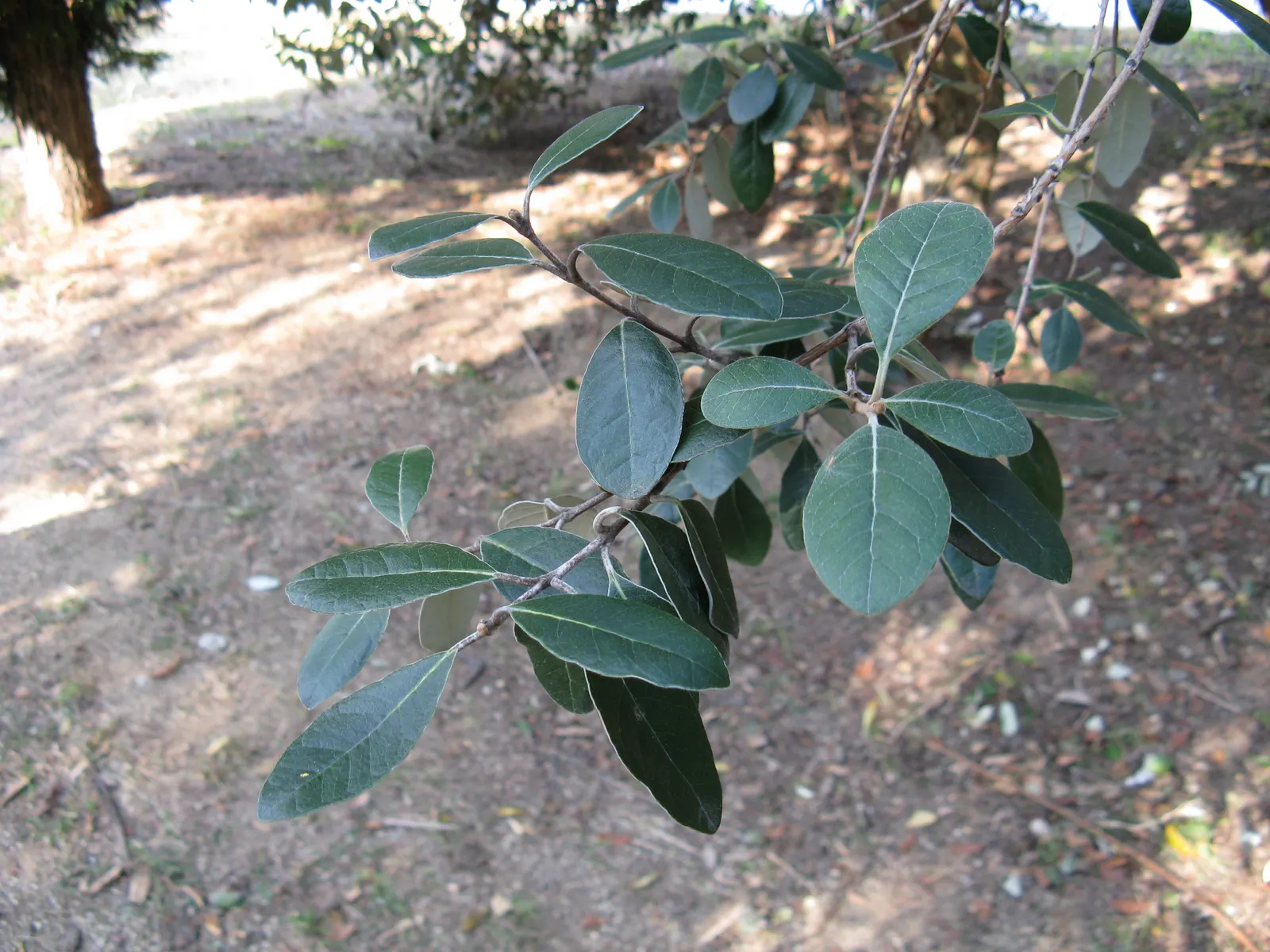 Pineapple Guava (Feijoa Sellowiana) — When incorporating Feijoa into a landscape design