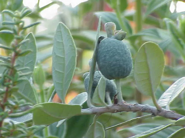 Pineapple Guava (Feijoa Sellowiana) — When incorporating Feijoa into a landscape design; making it a low-maintenance option for water-wise gardens, image 85