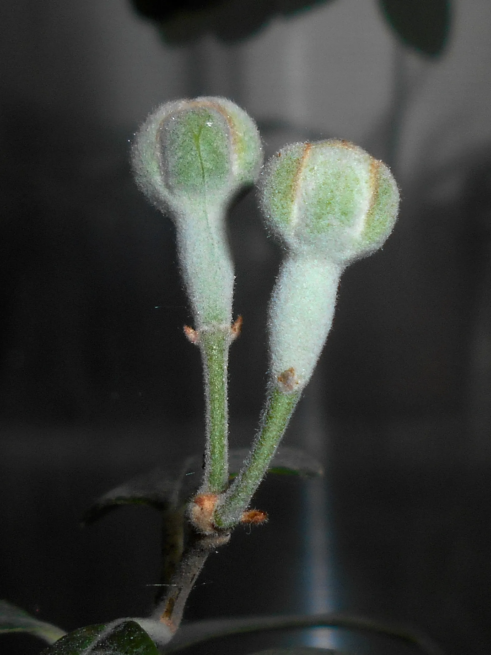 Pineapple Guava (Feijoa Sellowiana) — this plant exhibits a naturally bushy and multi-stemmed habit