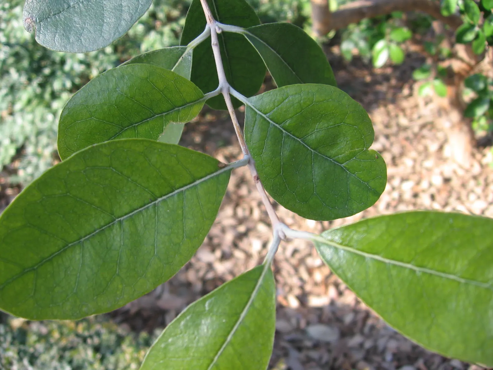 Pineapple Guava (Feijoa Sellowiana) — which can be trained into a small tree form if desired; is a versatile and ornamental evergreen shrub that, image 70