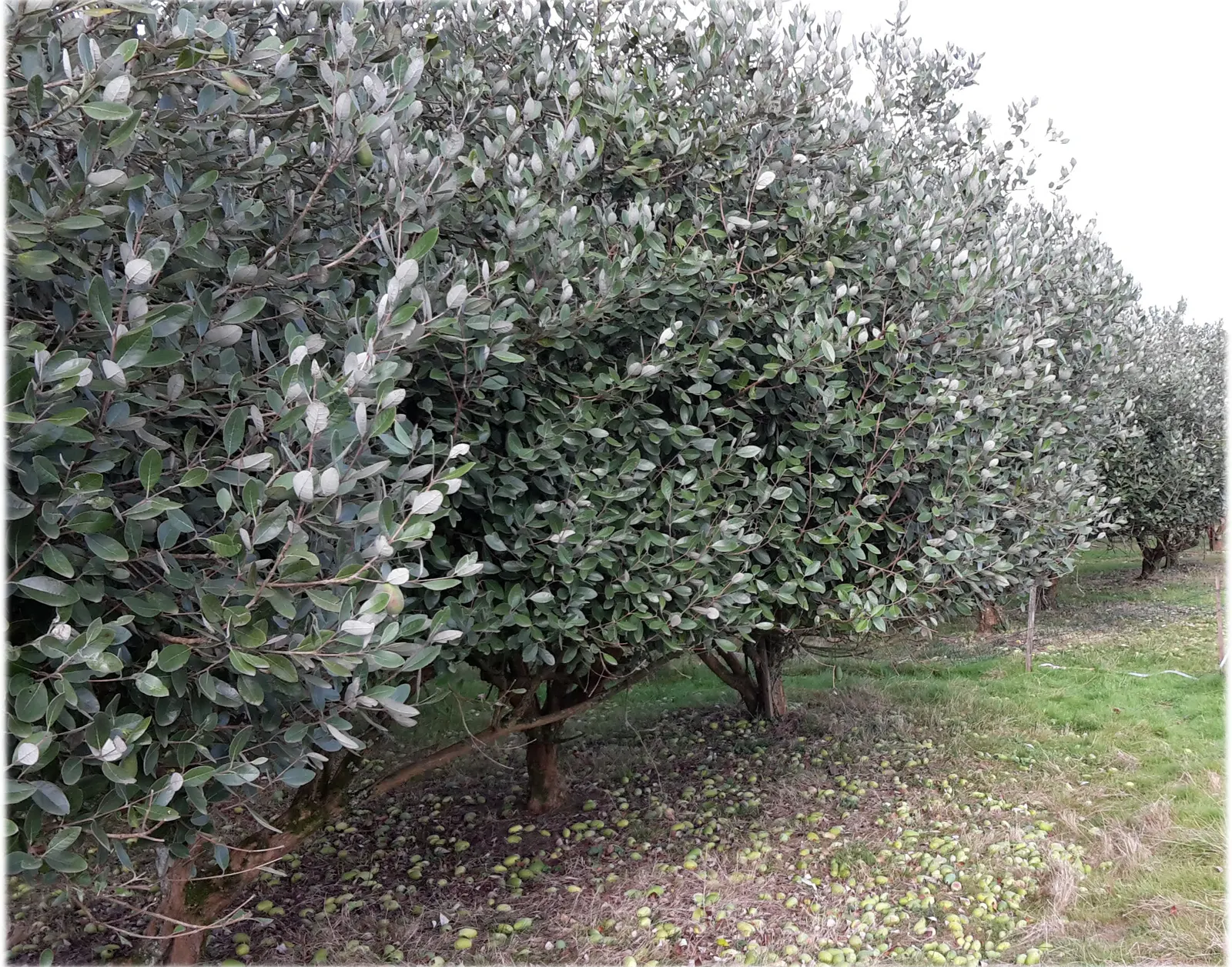 Pineapple Guava (Feijoa Sellowiana) — which can be trained into a small tree form if desired