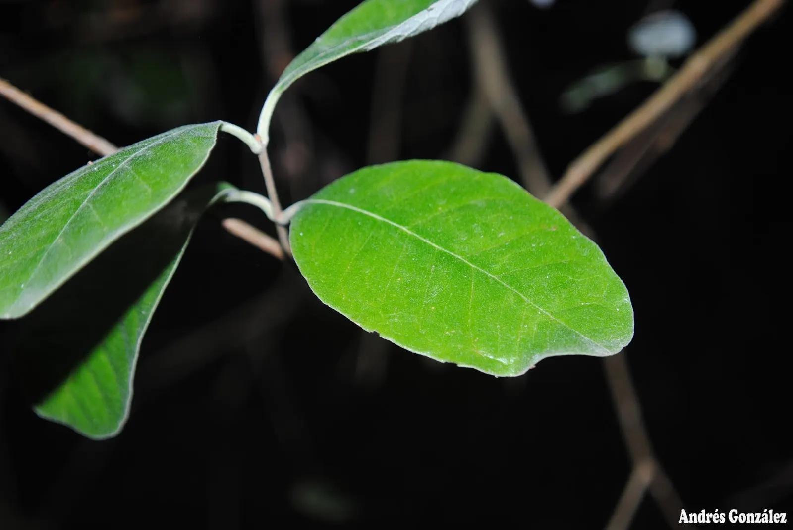 Pineapple Guava (Feijoa Sellowiana) — It features silvery-green leaves and spring blooms with edible, crimson petals; glossy green with silvery undersides