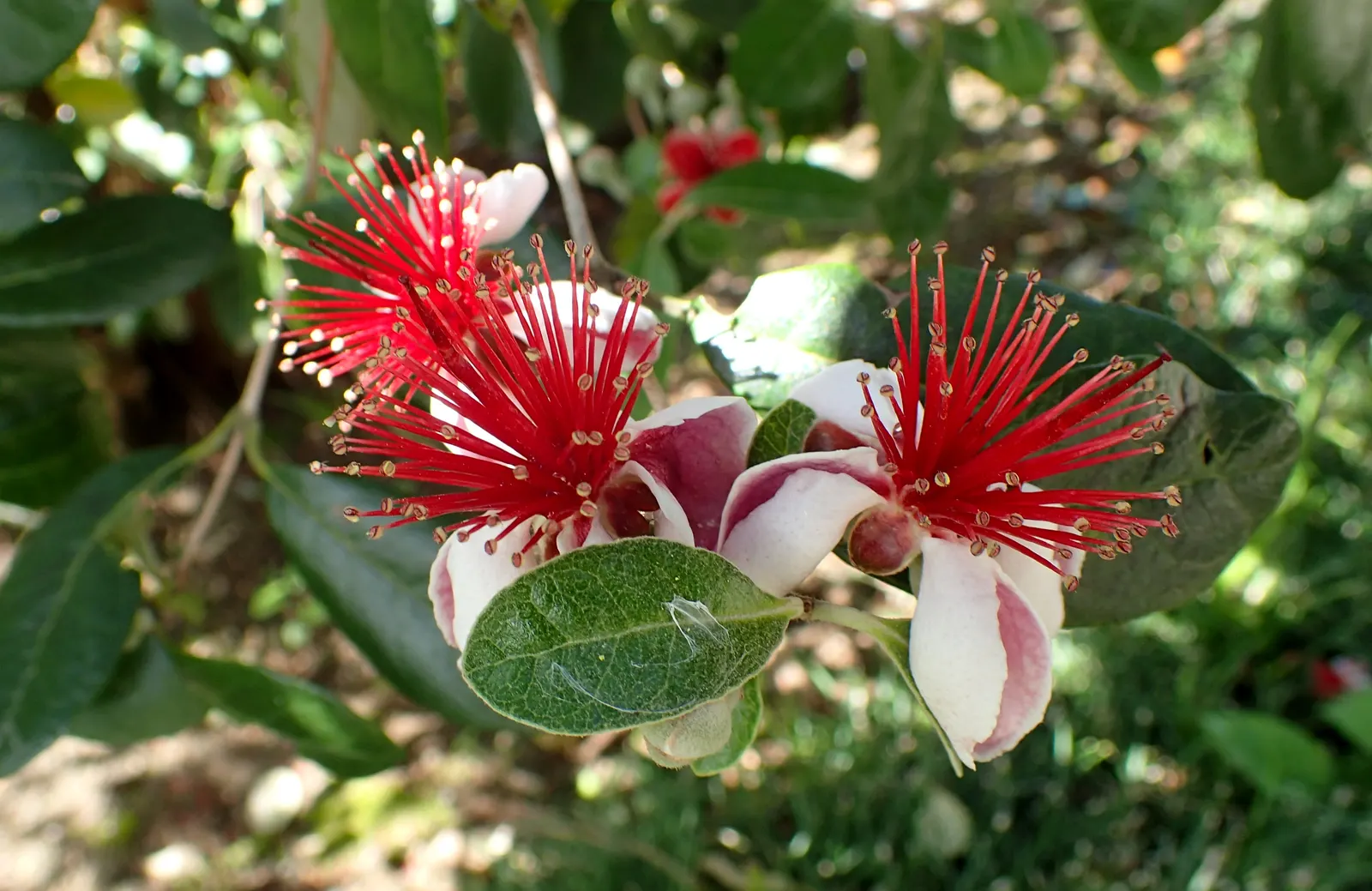 Pineapple Guava (Feijoa Sellowiana) — which are sure to captivate both the client and their garden visitors; scientifically known as Feijoa sellowiana