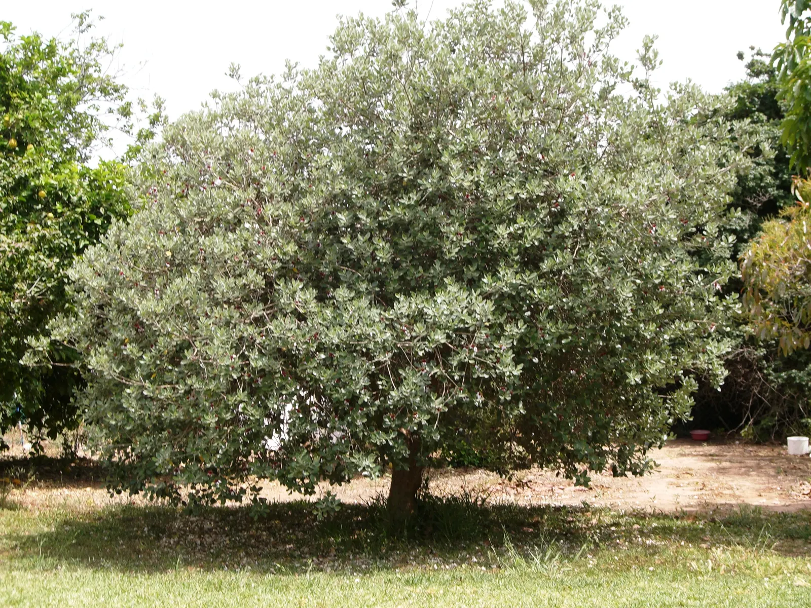 Pineapple Guava (Feijoa Sellowiana) — It also serves as an excellent choice for windbreaks