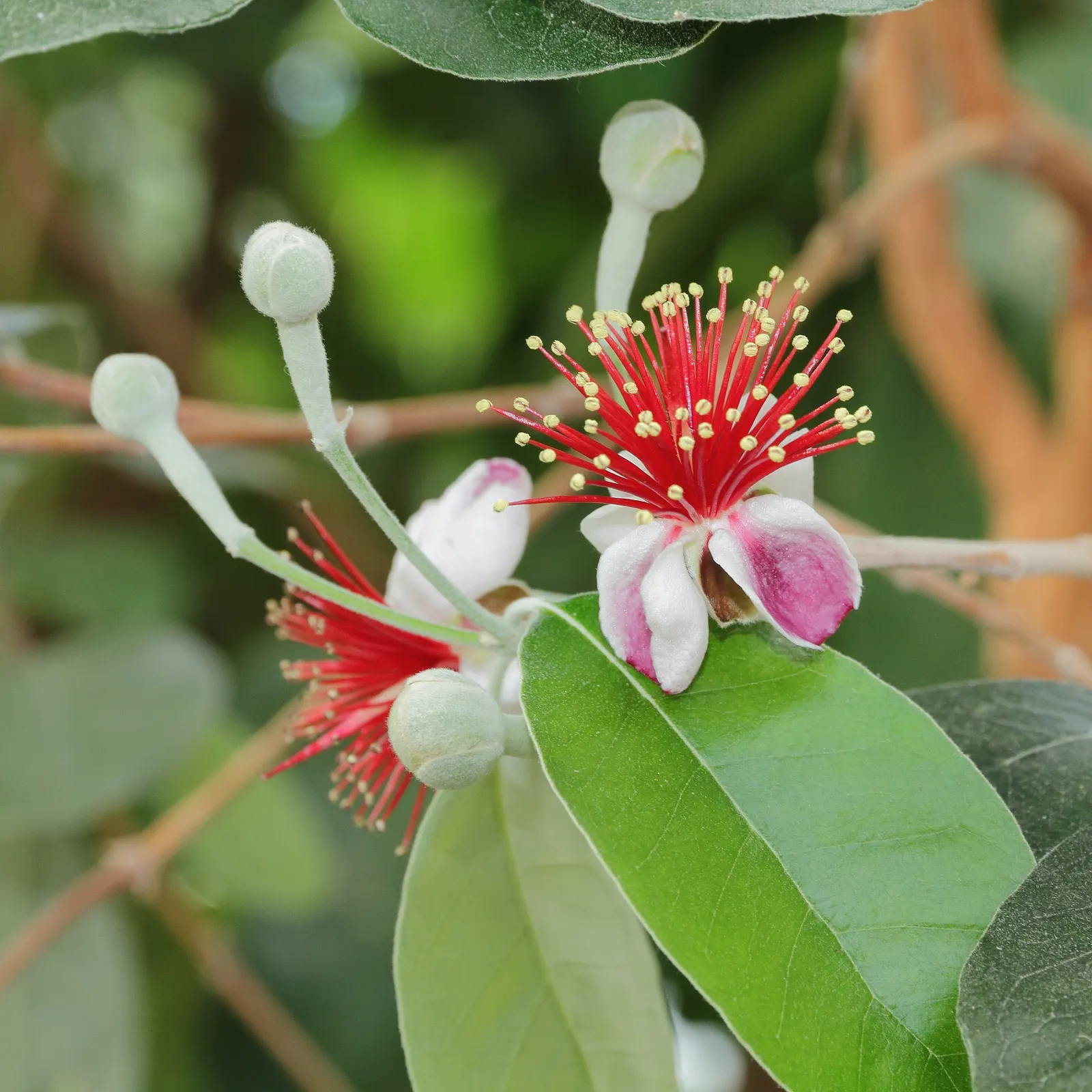 Pineapple Guava (Feijoa Sellowiana) — which can be trained into a small tree form if desired; is a versatile and ornamental evergreen shrub that brings a