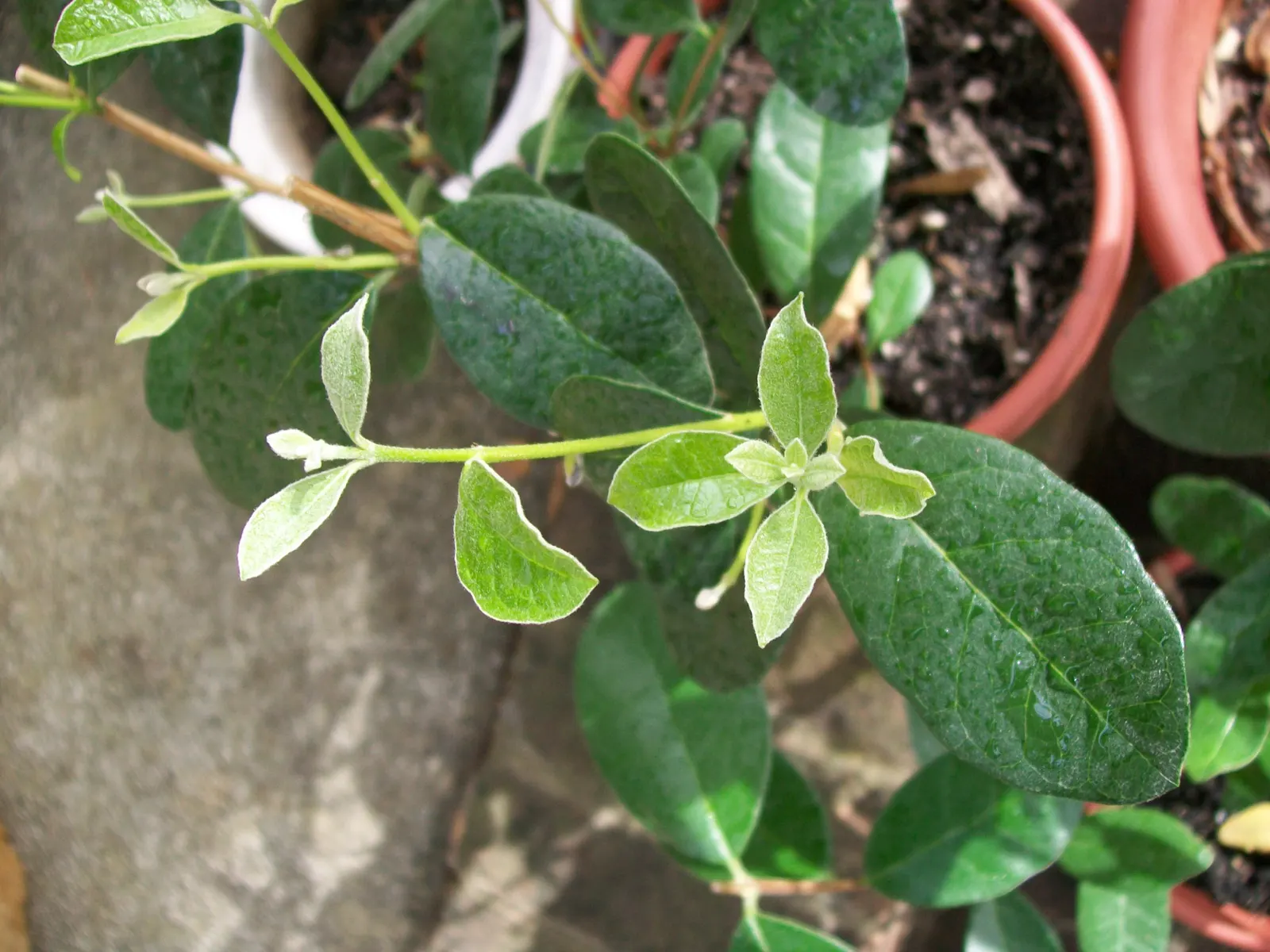 Pineapple Guava (Feijoa Sellowiana) — providing a striking contrast and year-round visual interest