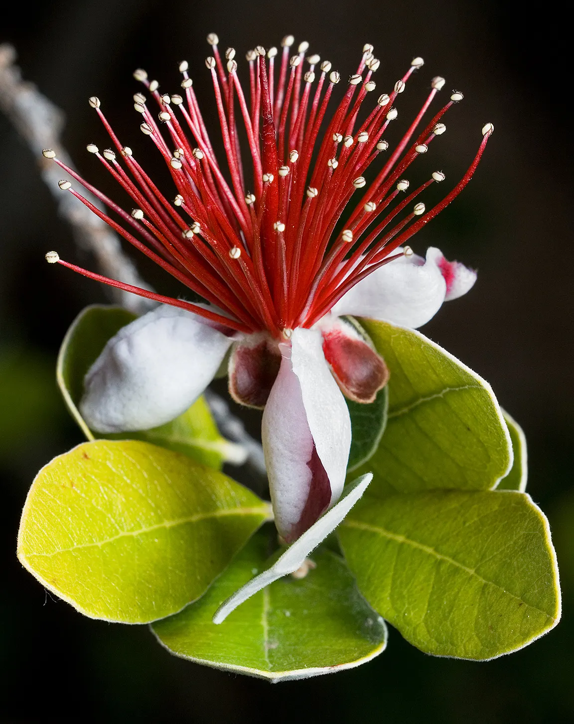 Pineapple Guava (Feijoa Sellowiana) — shrub / tree with multi-colored and red and white blooms