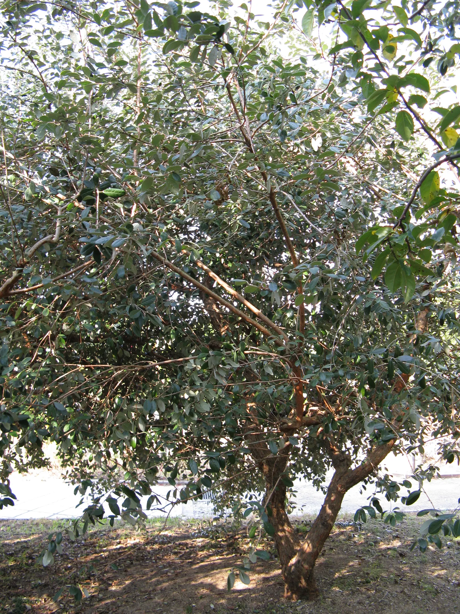 Pineapple Guava (Feijoa Sellowiana) — It also serves as an excellent choice for windbreaks; mature at a height and spread of 10 to 15 feet