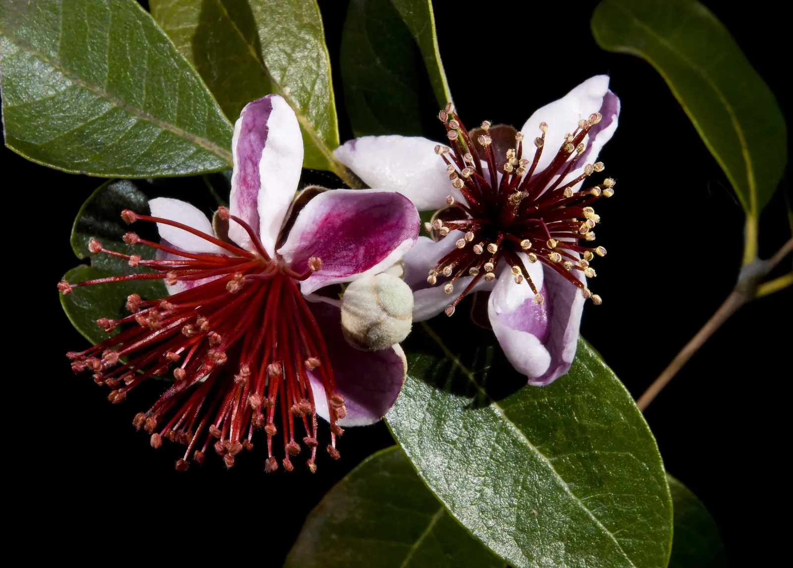 Pineapple Guava (Feijoa Sellowiana) — glossy green with silvery undersides; the blossoms have fleshy white petals set against a burst of red stamens