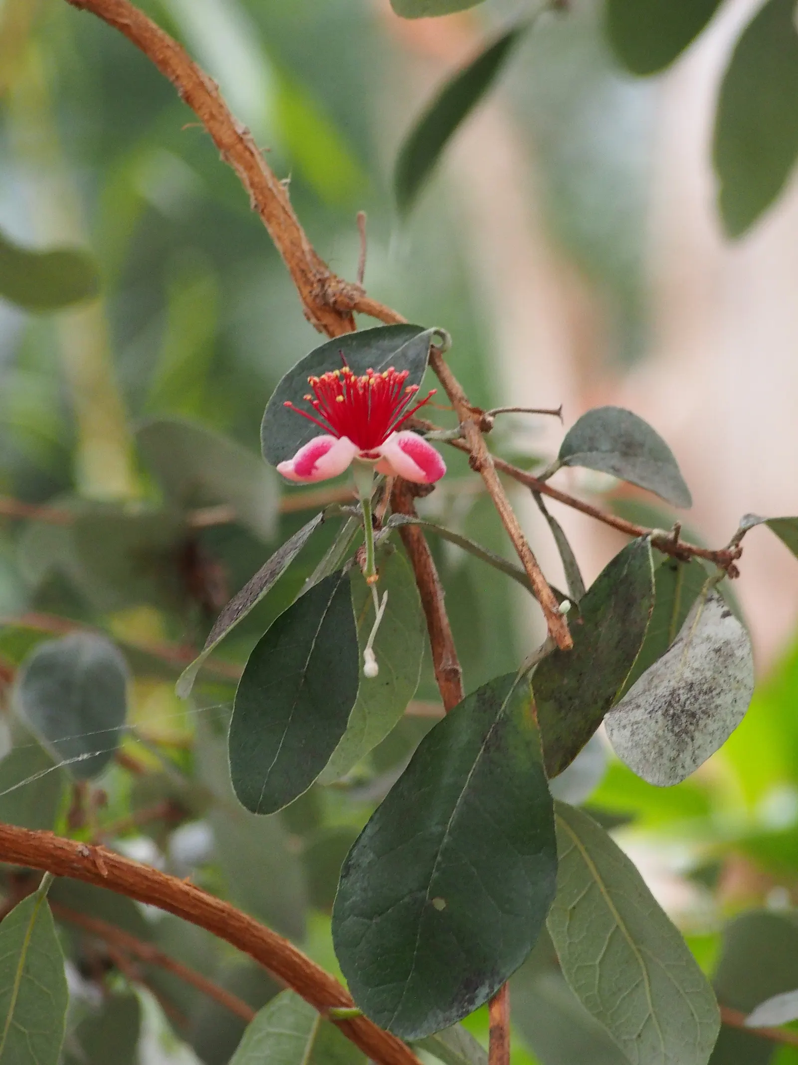 Pineapple Guava (Feijoa Sellowiana) — which are sure to captivate both the client and their garden visitors