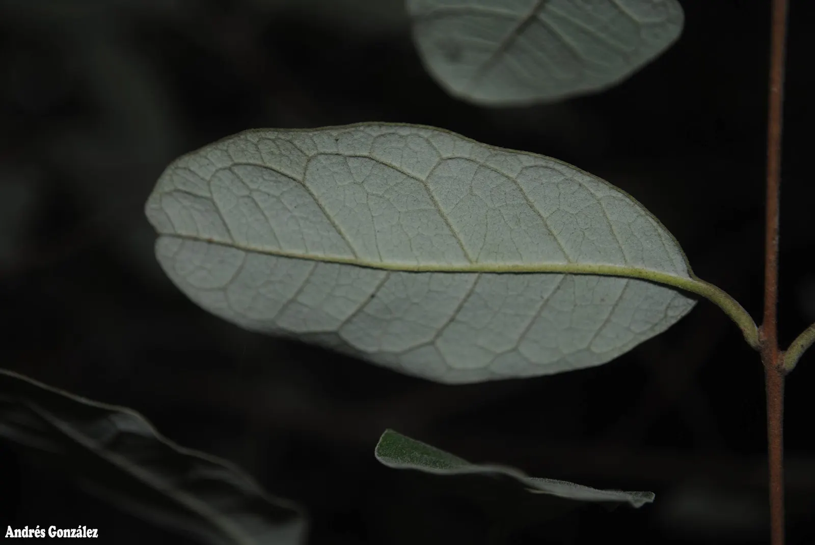 Pineapple Guava (Feijoa Sellowiana) — The Pineapple Guava, Feijoa sellowiana, is an evergreen shrub reaching 10-15 feet tall and wide; hardy in USDA zones