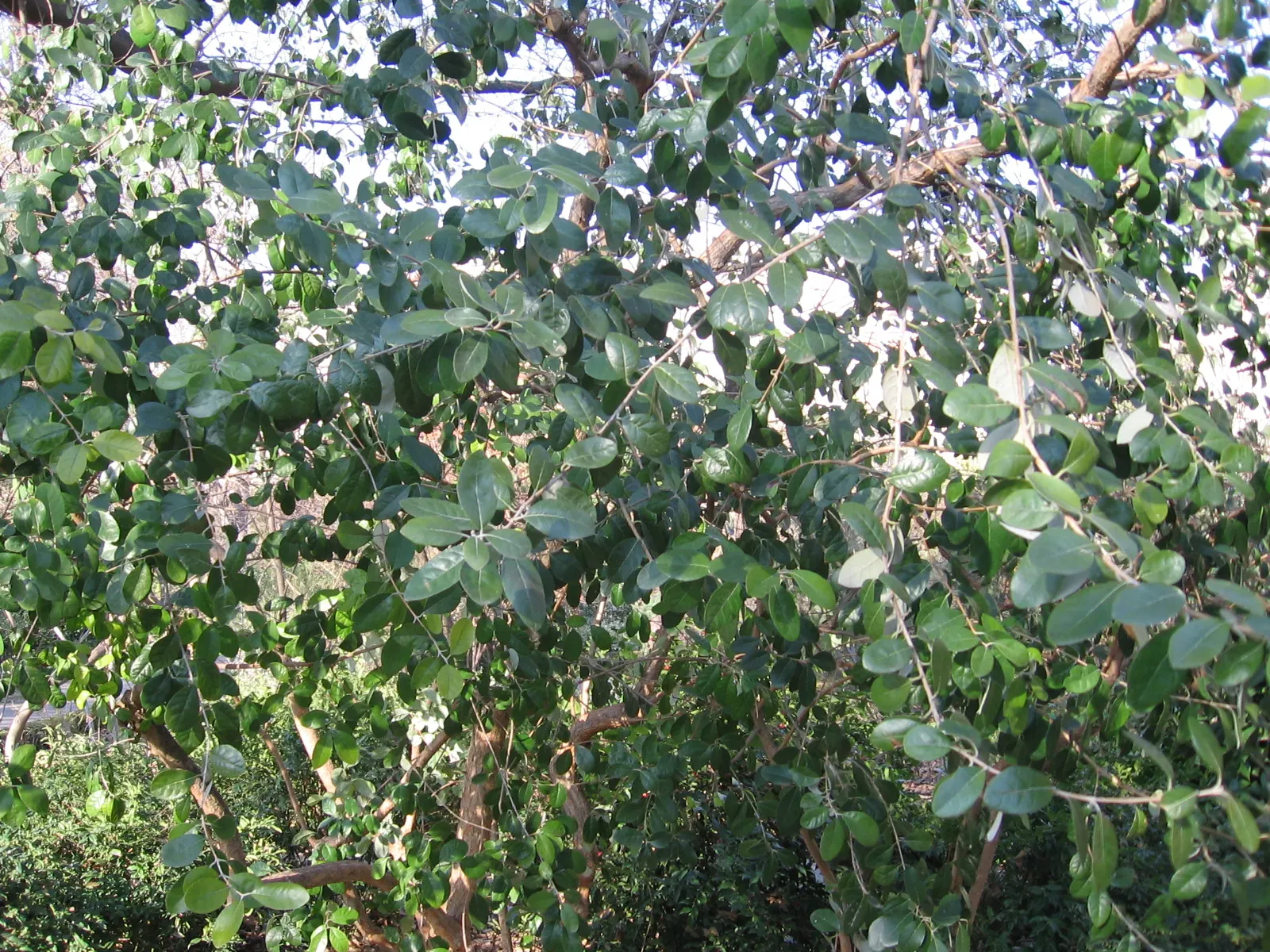 Pineapple Guava (Feijoa Sellowiana) — In late spring to early summer, Pineapple Guava graces gardens with unique flowers