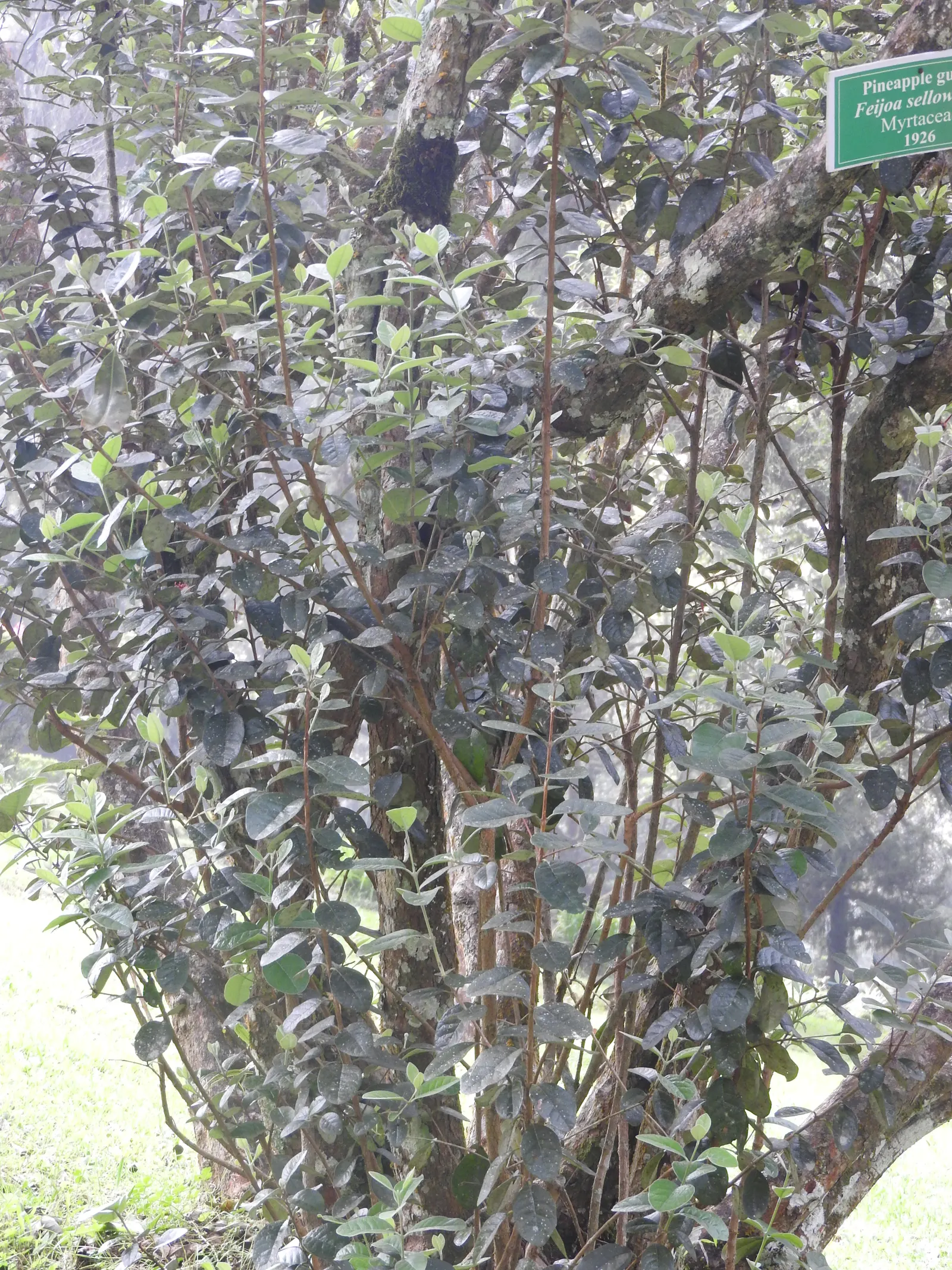 Pineapple Guava (Feijoa Sellowiana) — The Pineapple Guava, Feijoa sellowiana, is an evergreen shrub reaching 10-15 feet tall and wide; hardy in, image 61
